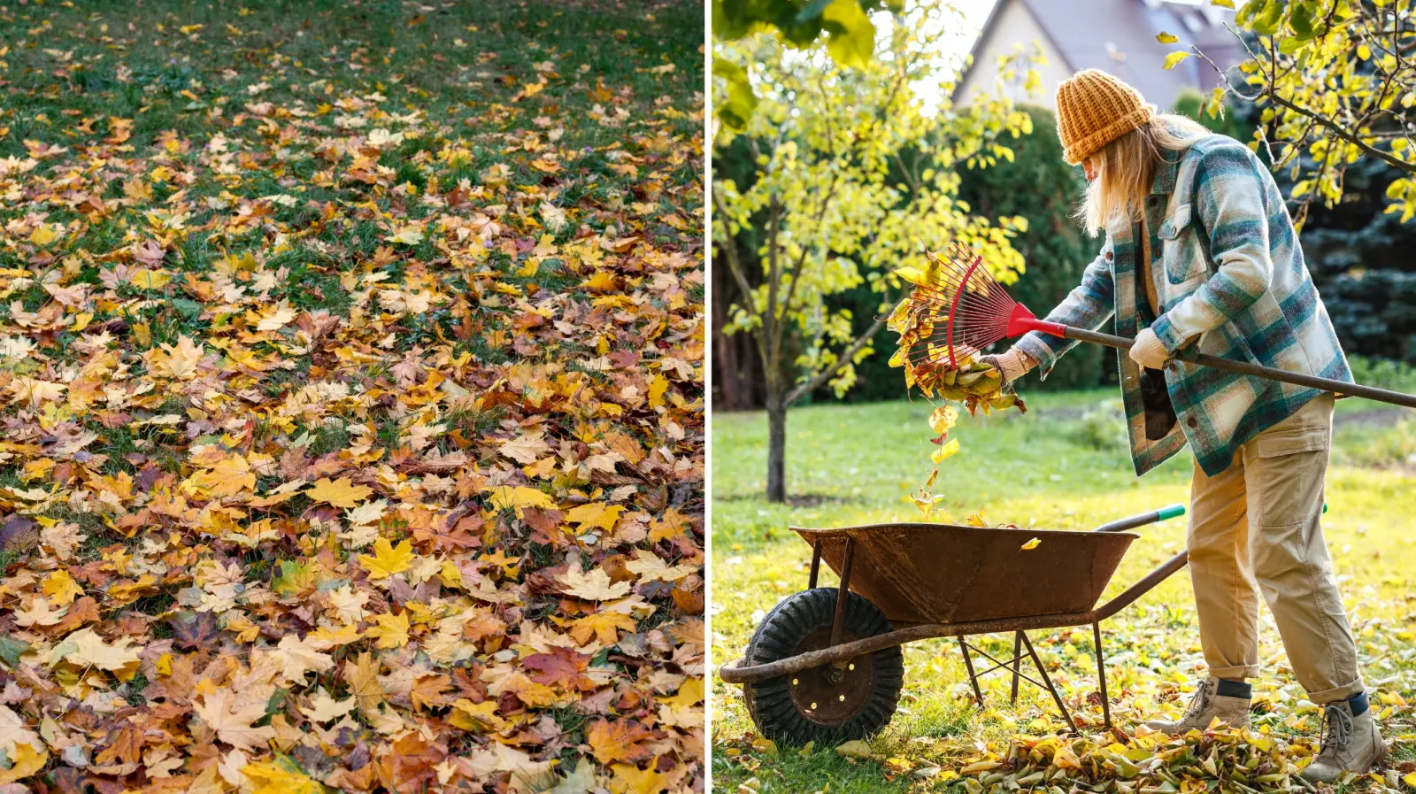Pensez-vous que les feuilles vont se décomposer ? Au printemps, ils peuvent révéler un triste spectacle