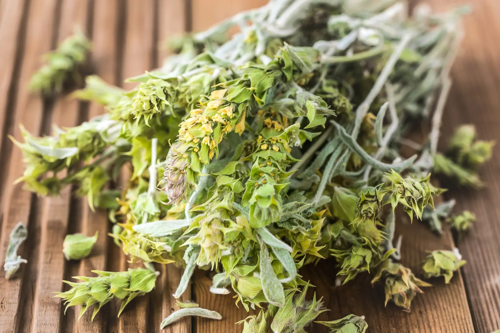 Vers à bois (Sideritis) - description, apparence, exigences, culture et soins