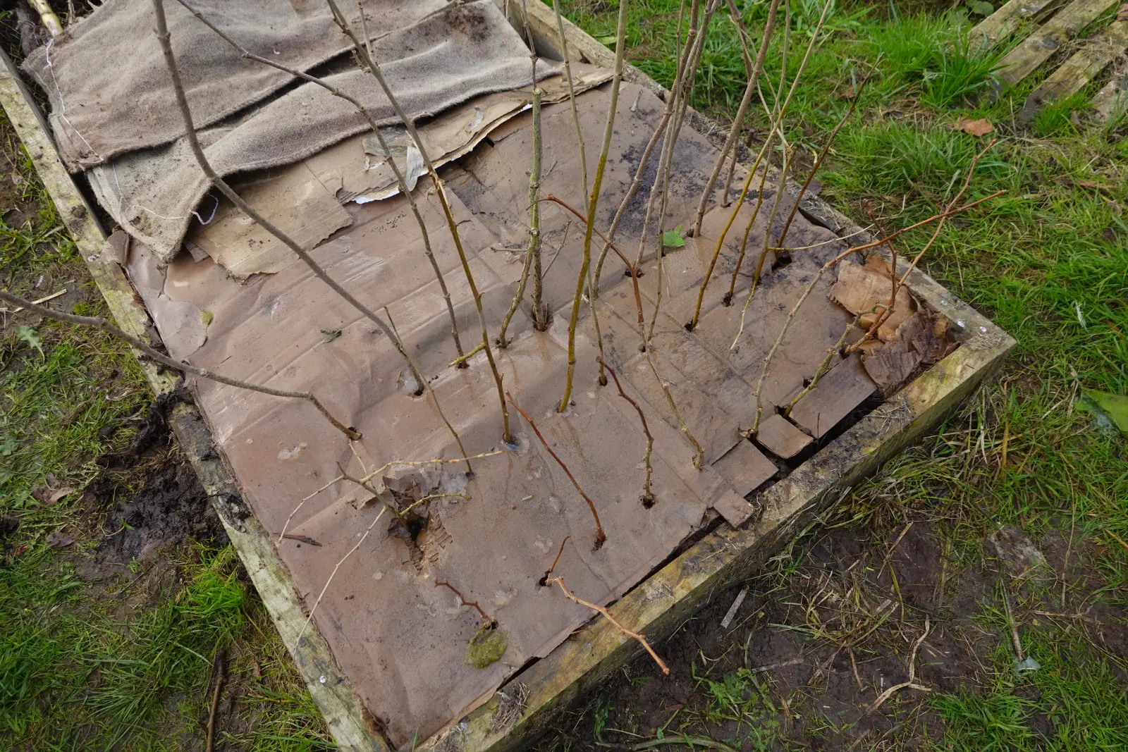 Vous souhaitez faire une pause dans le désherbage ? Utilisez cette méthode en automne et profitez du calme et de la tranquillité au printemps