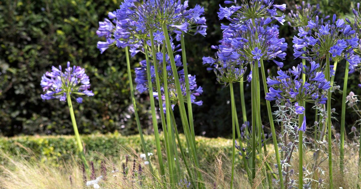 10 plantes pour sol sableux