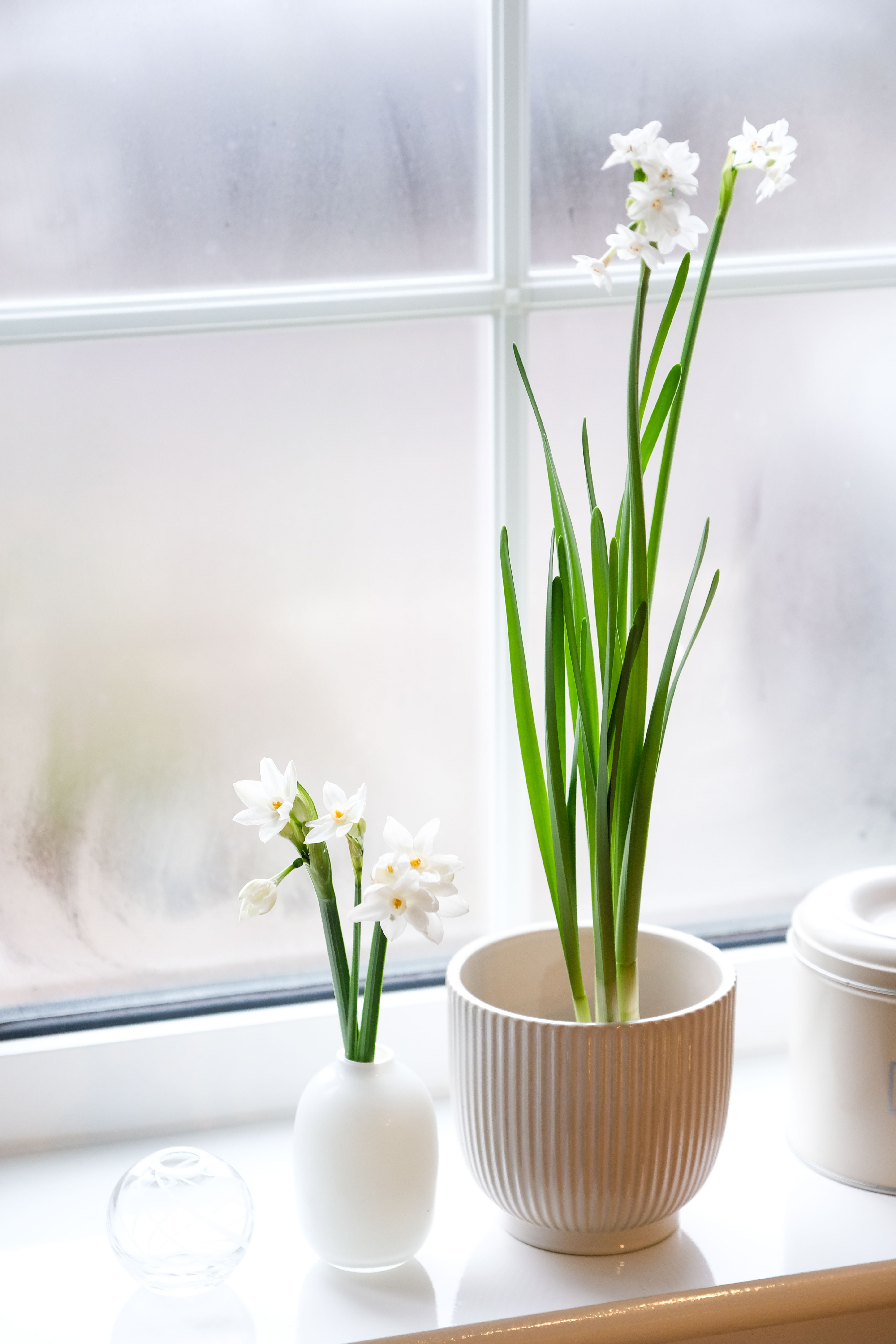 Les paperwhites en pot fleurissent à l’intérieur sur le rebord de la fenêtre