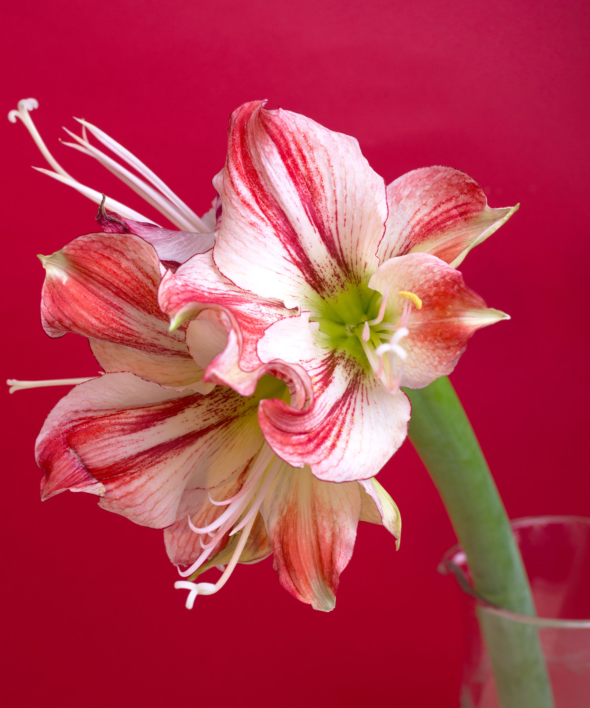 Tête de fleur d'amaryllis rose Gervase