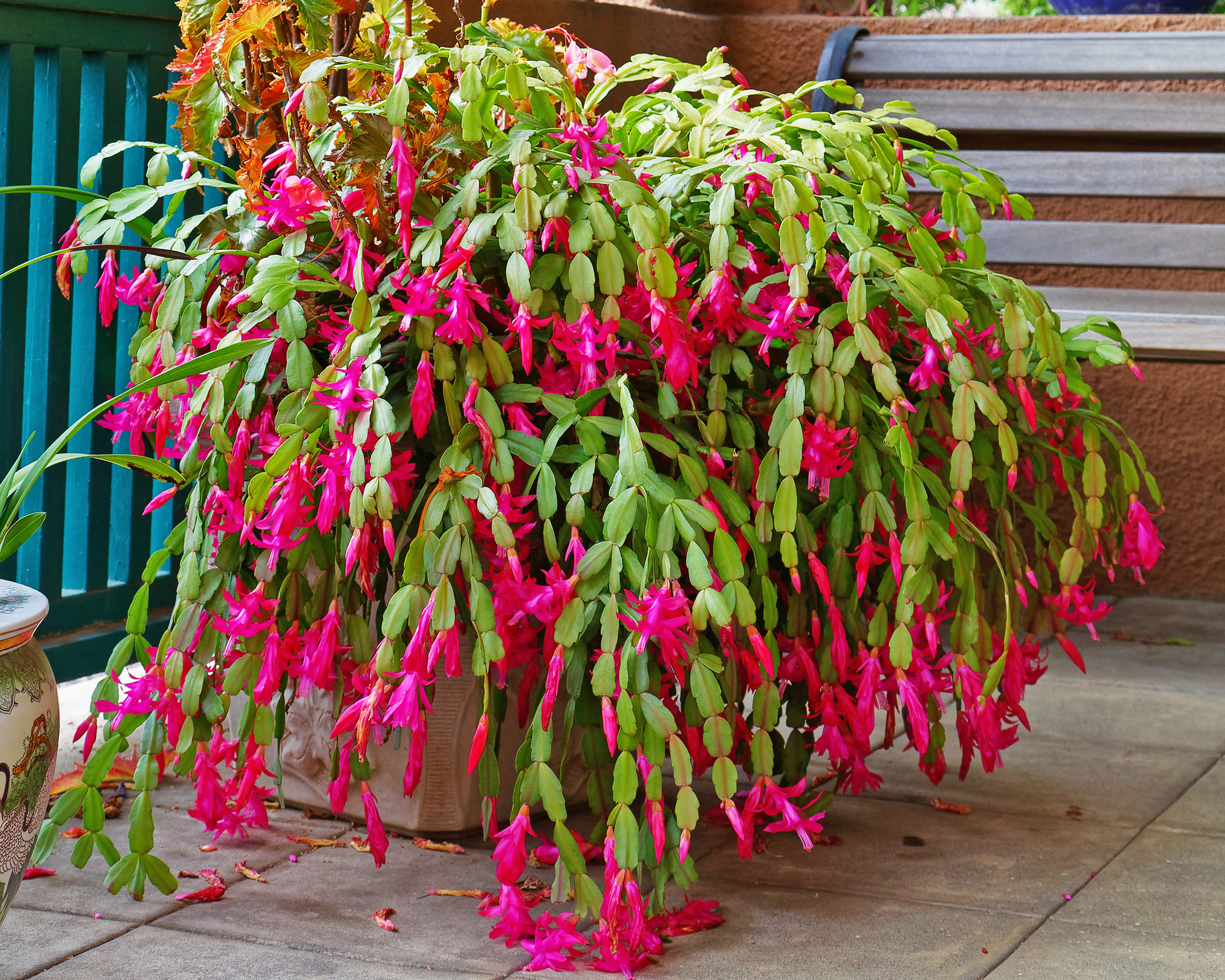 Grande plante de cactus de Noël sur patio