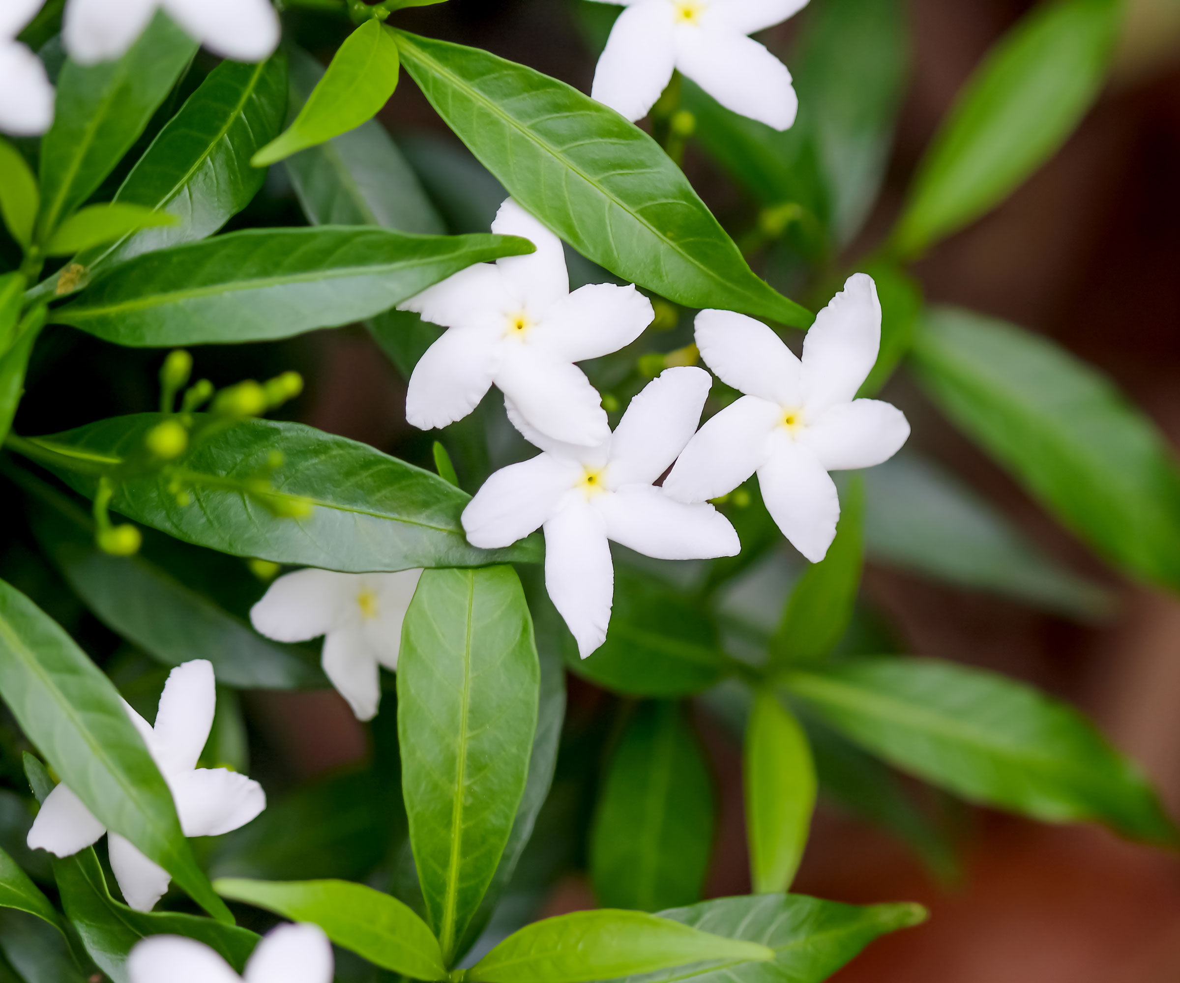 plante de jasmin aux fleurs blanches éclatantes