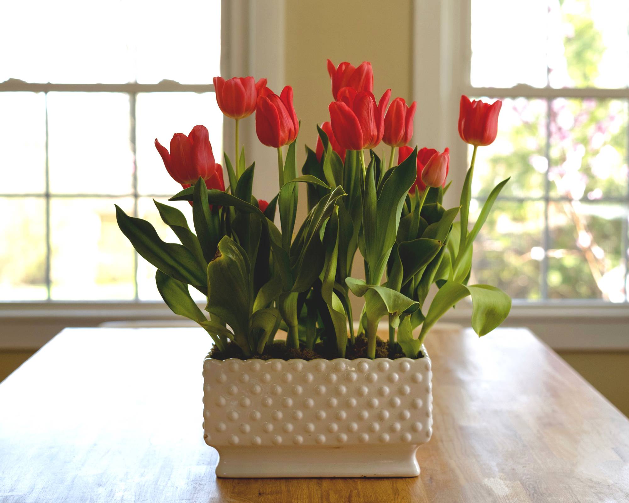 Bulbes de tulipes forcés à l’intérieur en hiver