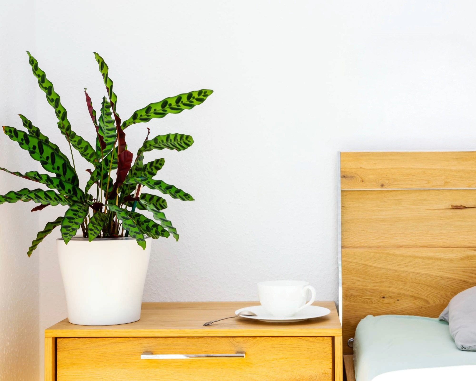Plante d'intérieur calathea de serpent à sonnettes sur table de chevet