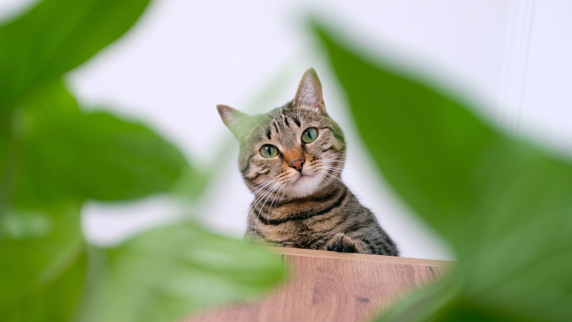 Abandonnez les plantes toxiques : 4 plantes d'intérieur sans danger pour les animaux de compagnie pour votre maison
