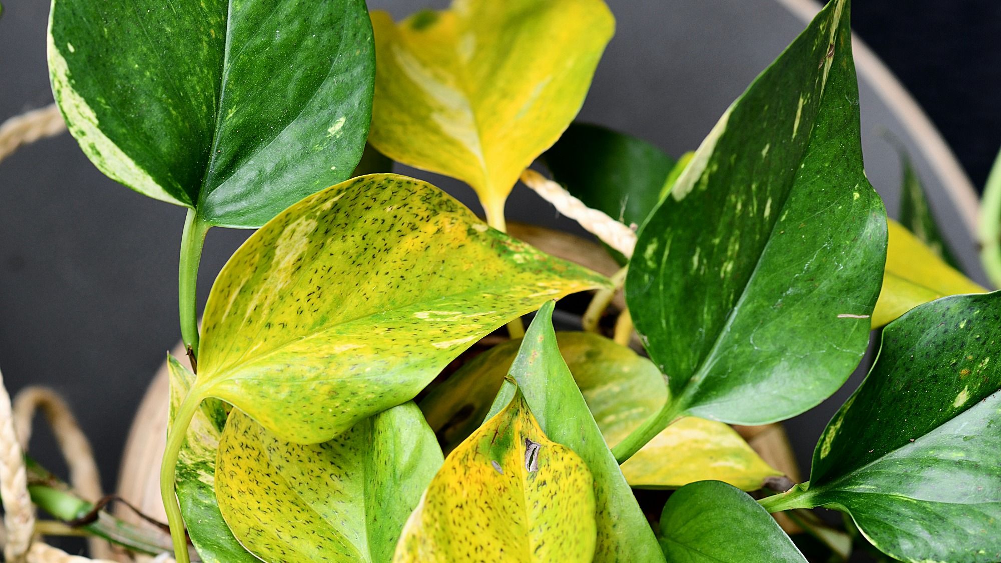 Les feuilles de pothos deviennent noires ? Voici comment y remédier