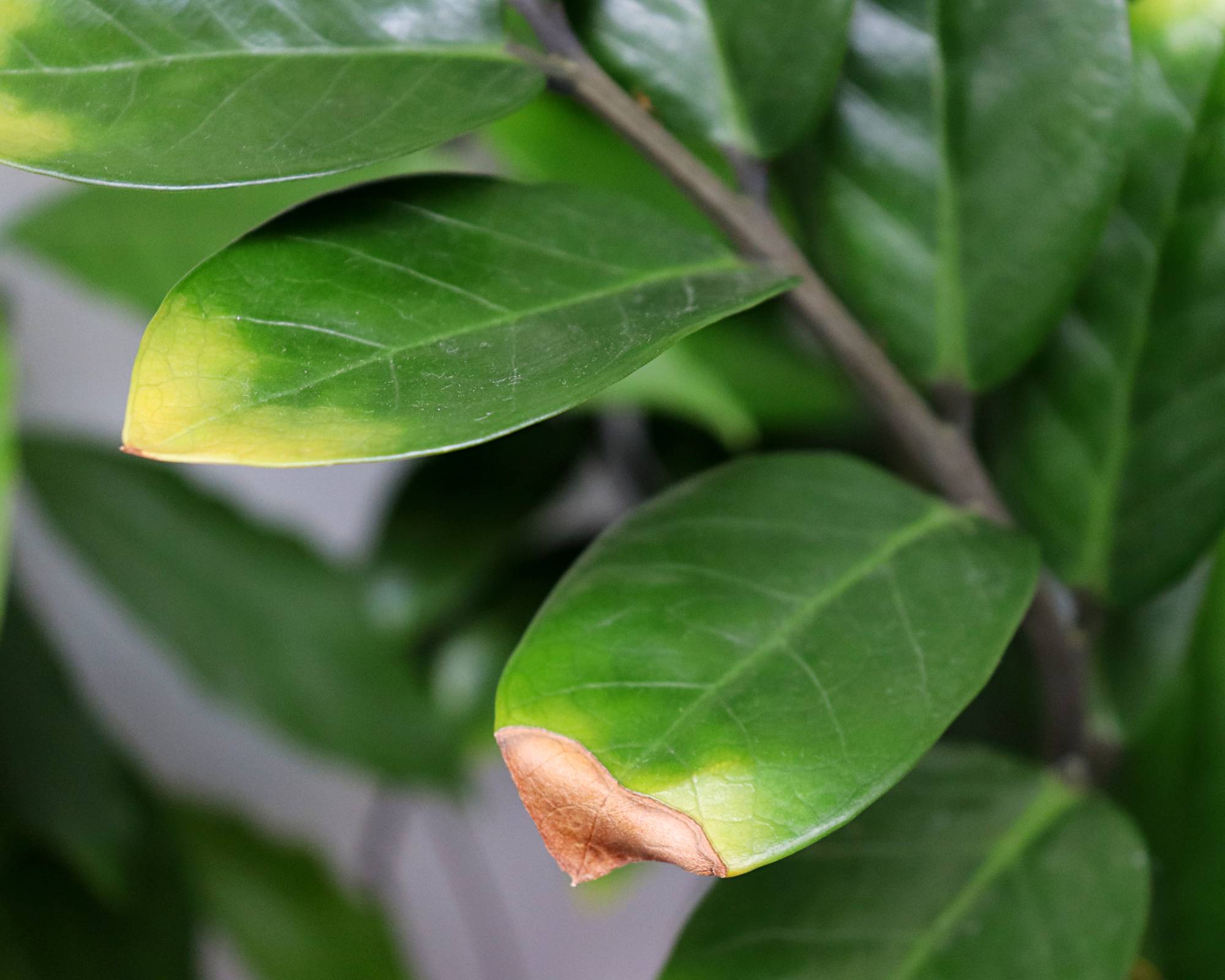 Conseils de brunissement des feuilles des plantes zz