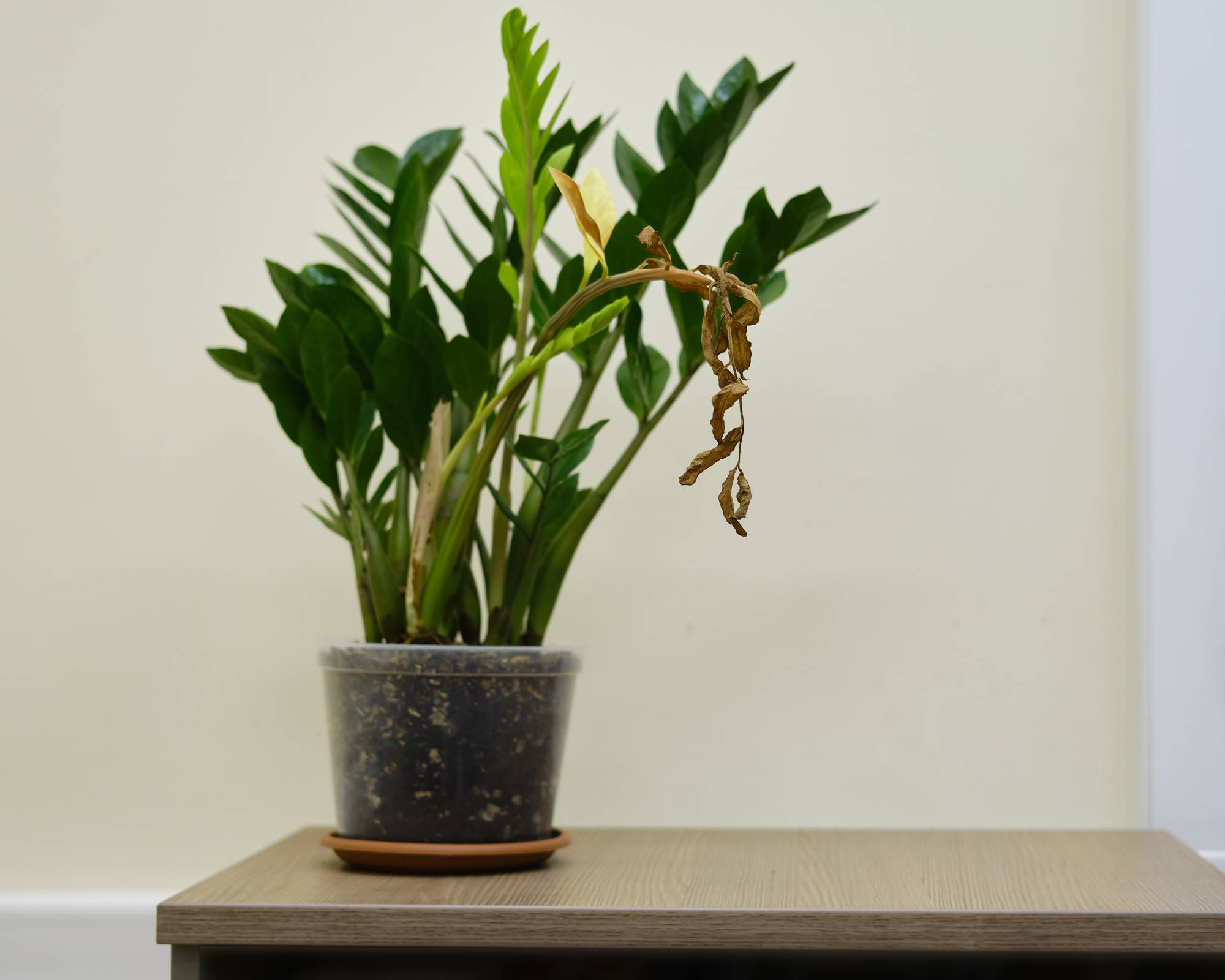 Feuilles fanées et tombantes sur la plante zz