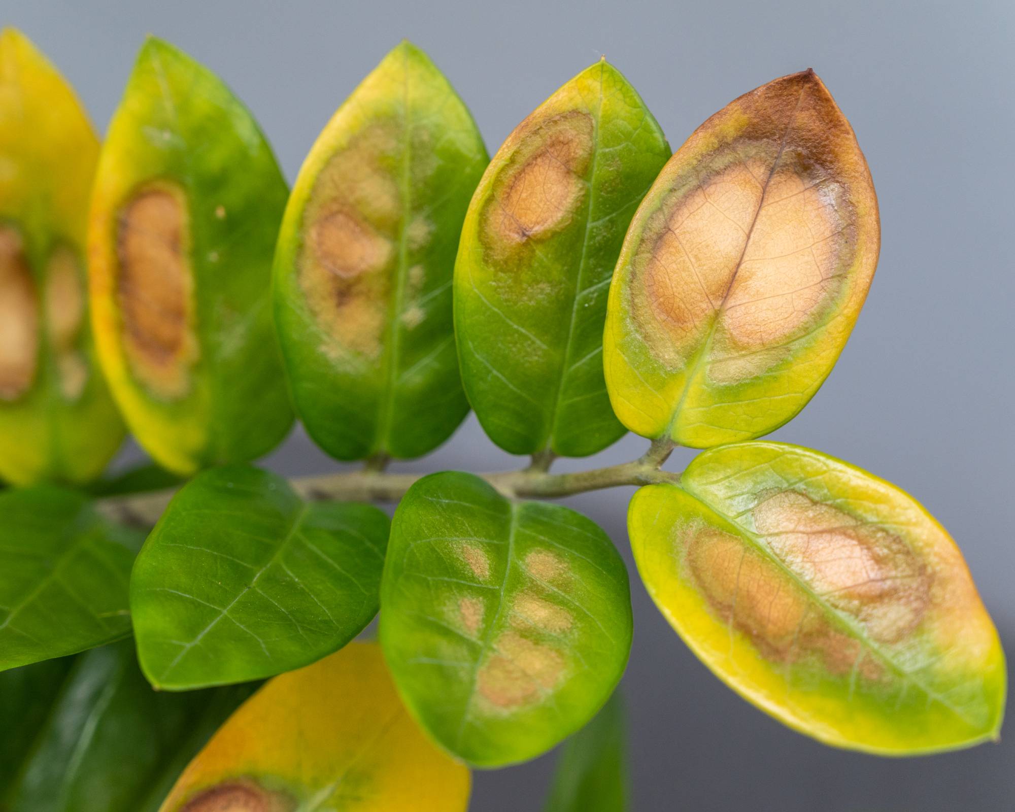 Taches de brûlure fongique sur les feuilles des plantes zz