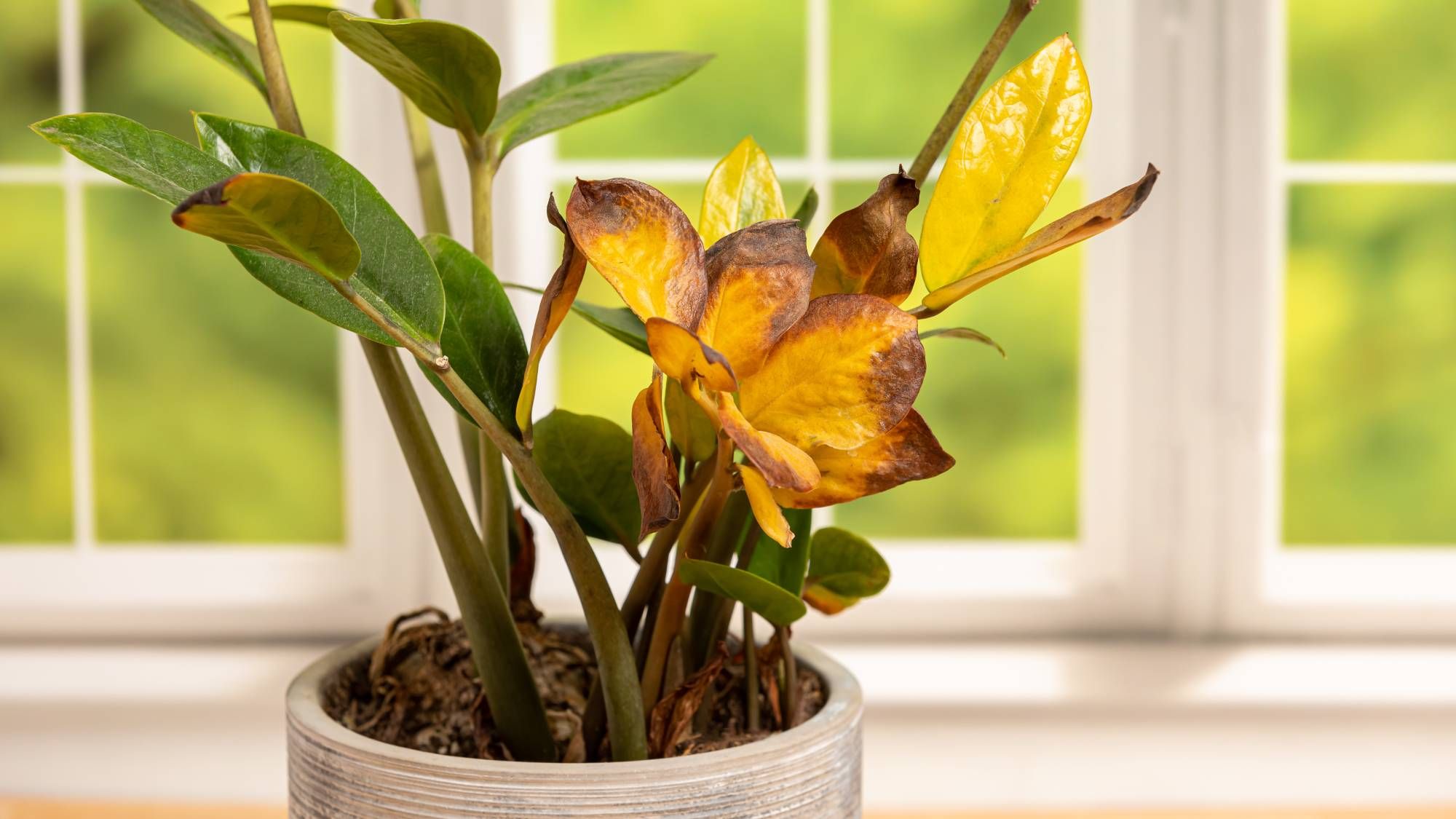Les feuilles de la plante ZZ sont jaunes ? Explorez les problèmes courants et les correctifs