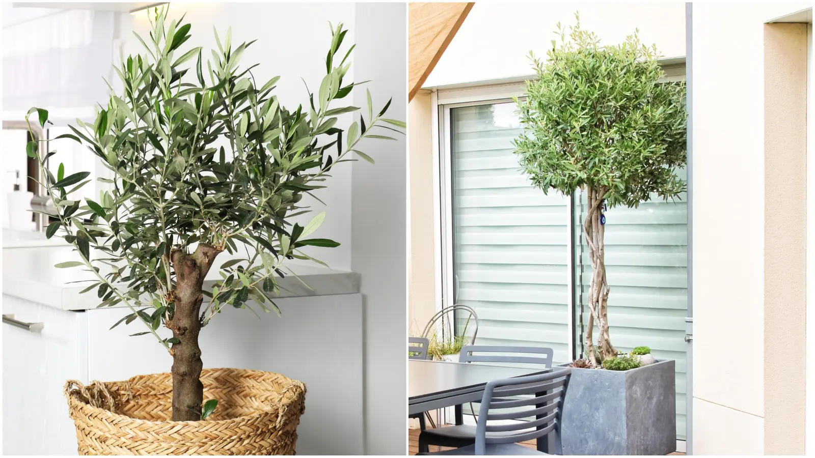 Vous aimez les plantes exotiques ? L'expert explique comment faire en sorte que l'huile d'olive ne vous laisse jamais tomber