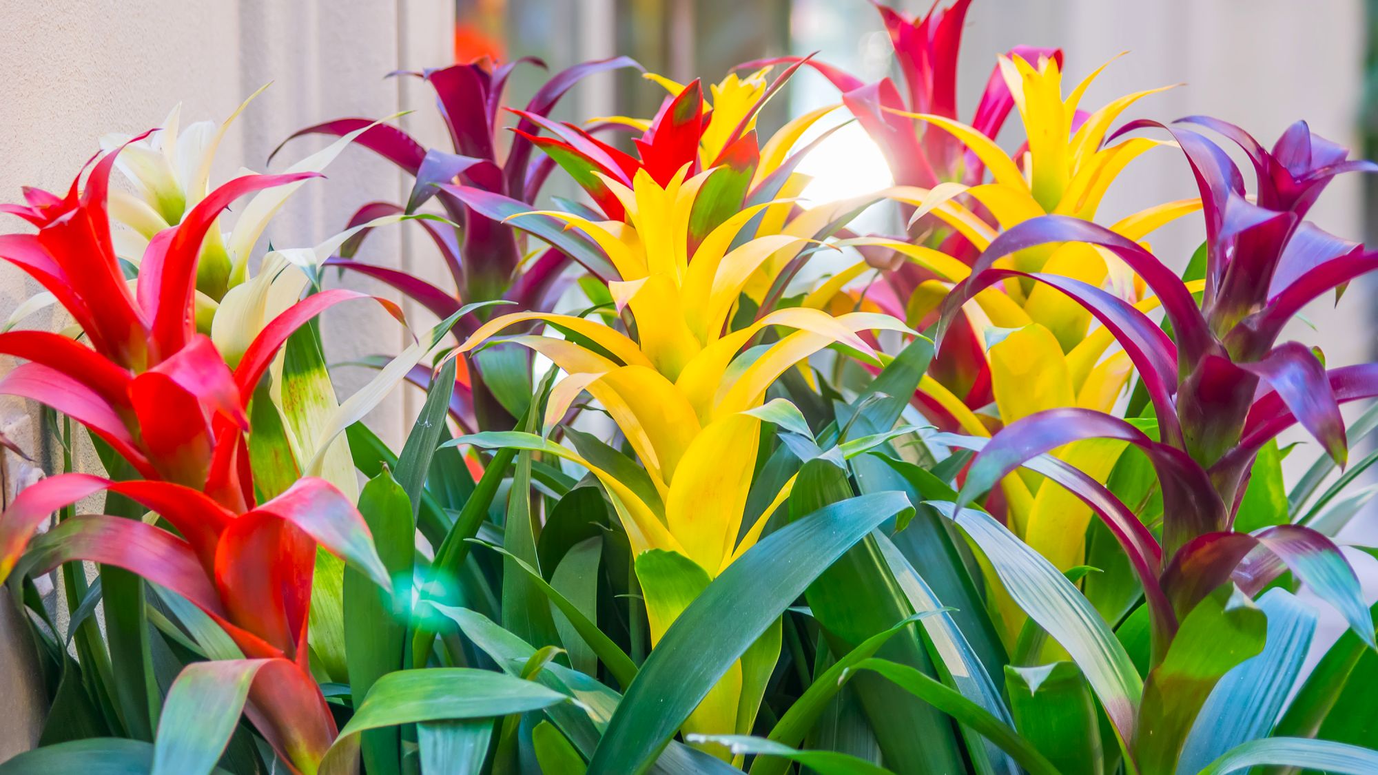7 plantes d'intérieur colorées pour égayer votre maison cet hiver