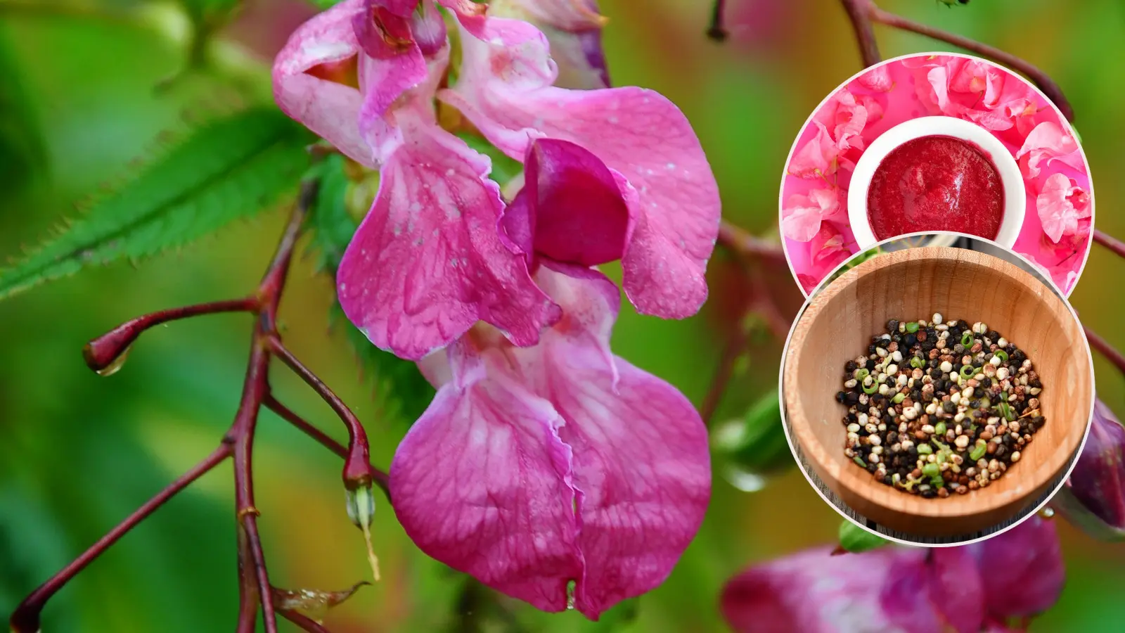 Avez-vous des impatiens glandulaires invasives dans votre jardin ? Éliminez-le, mais mangez les fleurs et faites griller les graines