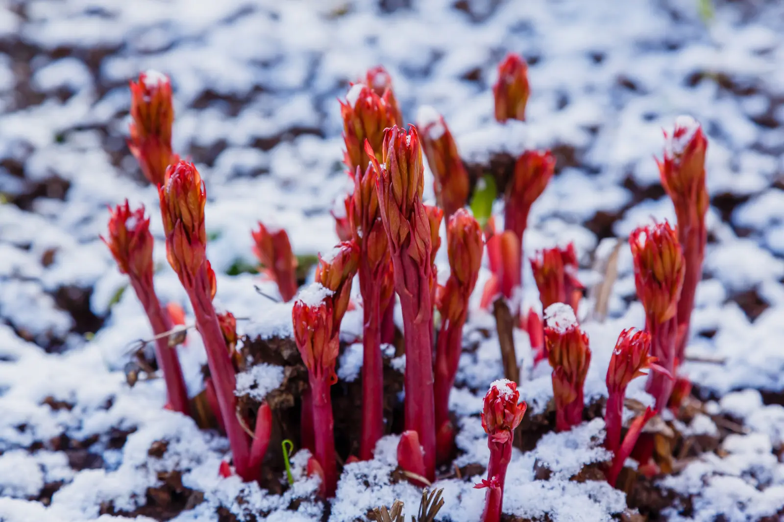 Cette erreur vous coûte un manque de fleurs ! Avez-vous laissé des feuilles sur vos pivoines ?