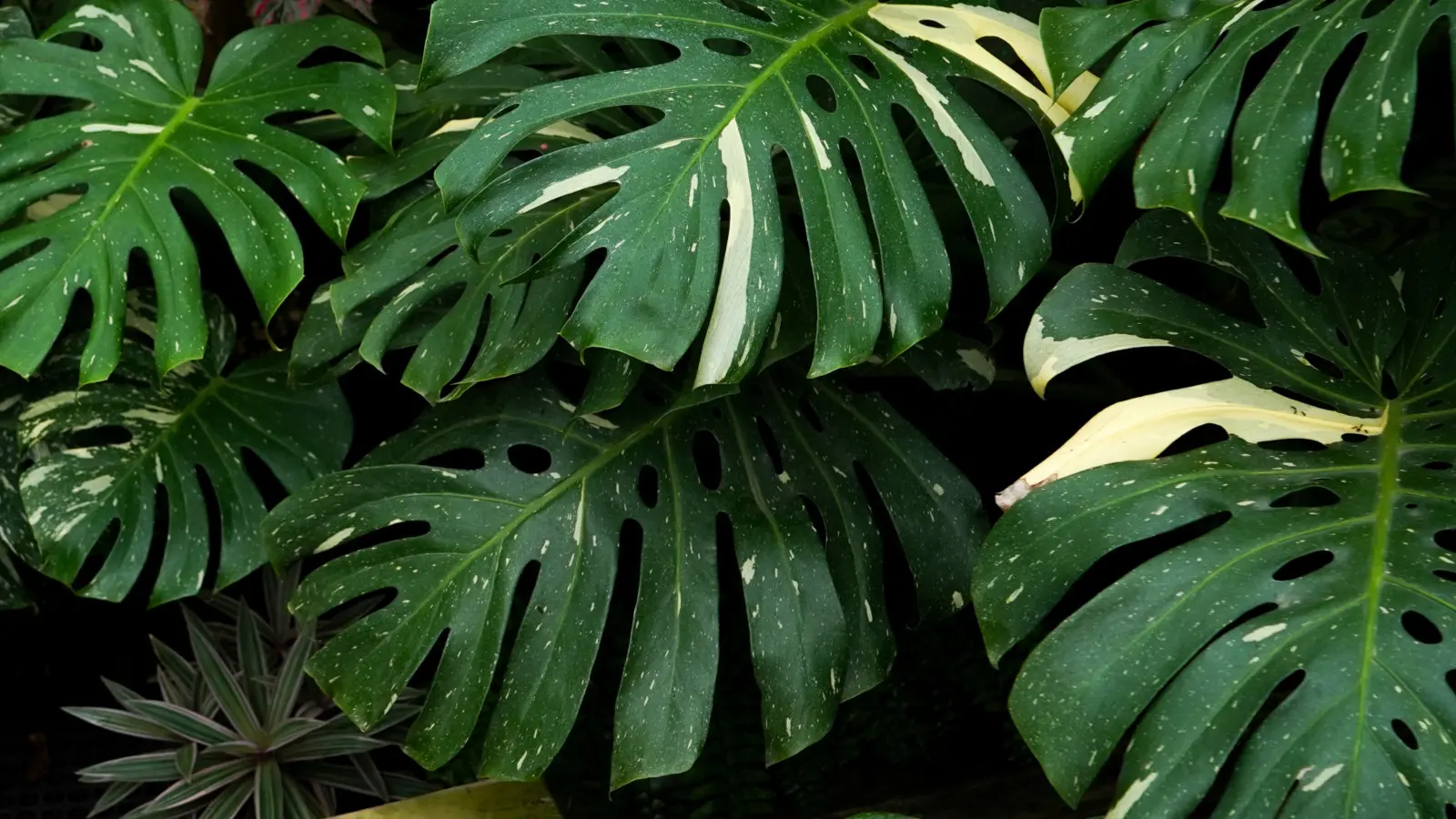 Comment ces plantes exotiques ont-elles conquis le cœur des cultivateurs et des décorateurs d’intérieur ? Voici tous les secrets et mystères de sa popularité