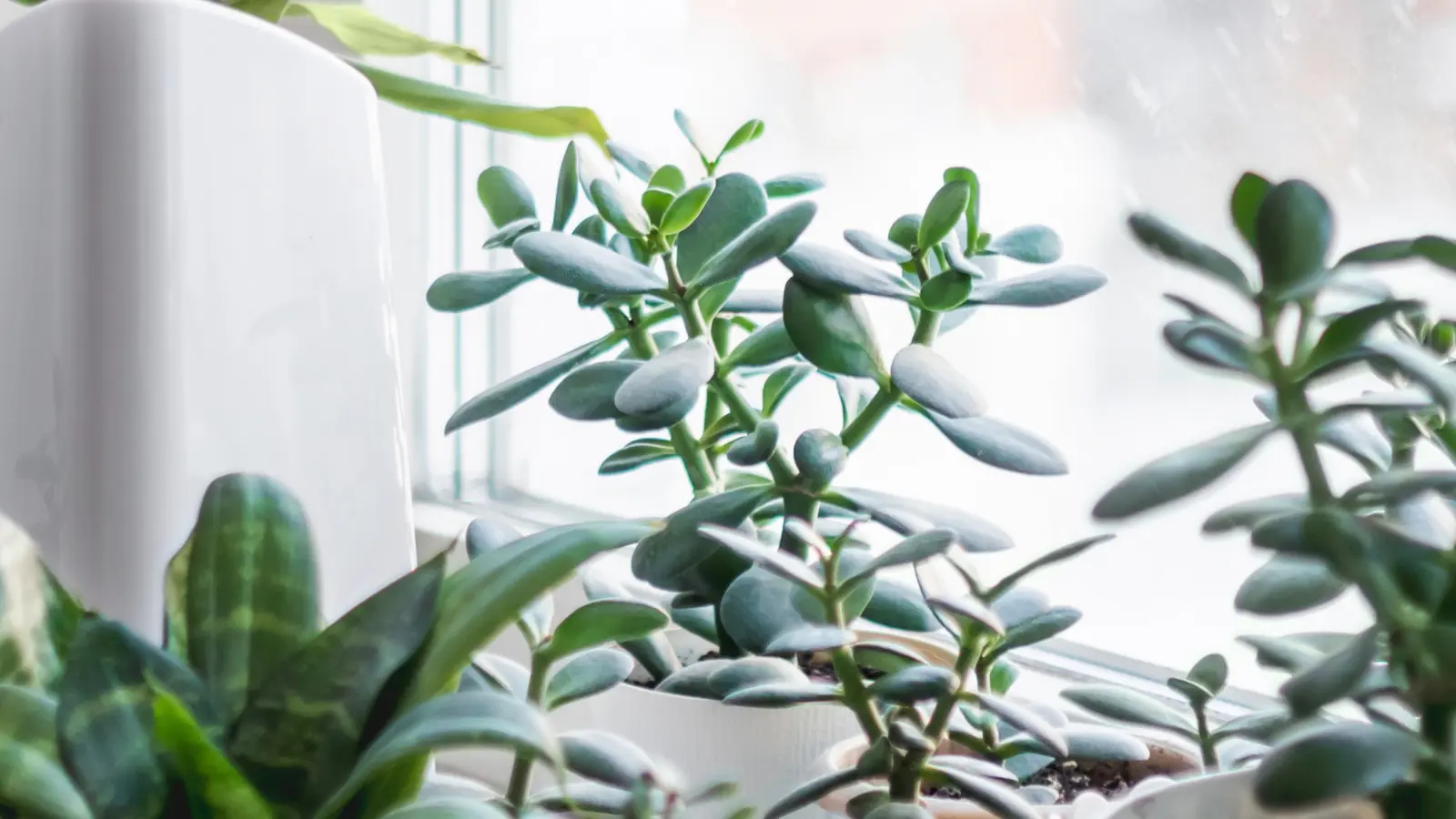 Crassula languit-elle en hiver ? Tu fais cette seule erreur