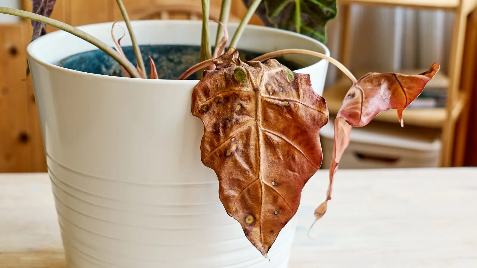 Des taches sur les feuilles d'alocasia ? Vérifiez s'il s'agit d'un arrosage excessif, de champignons ou de mauvaises conditions.