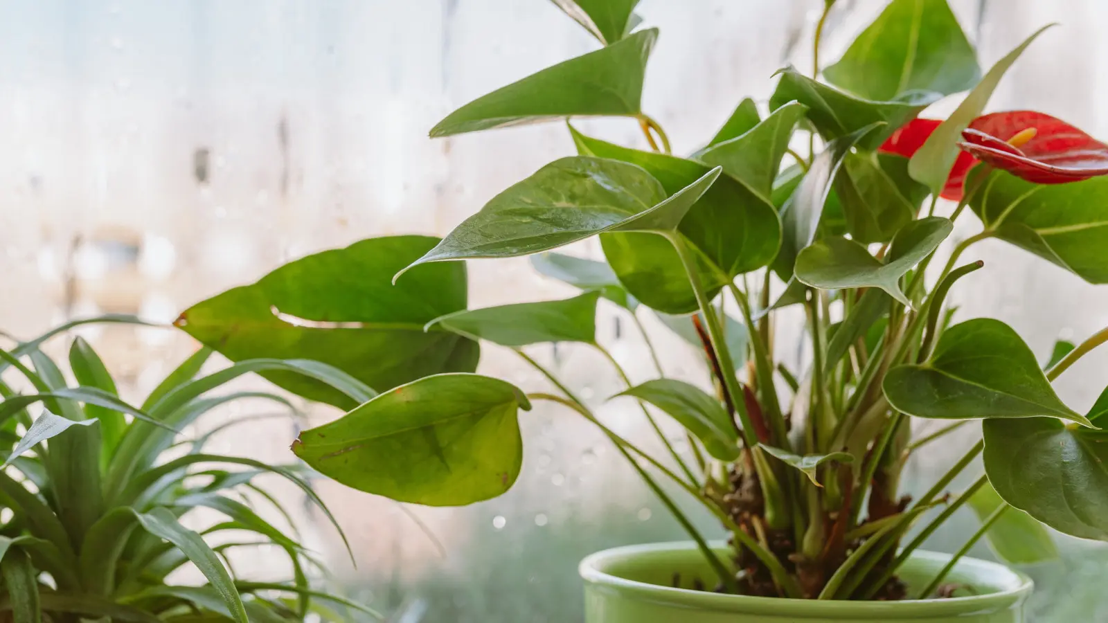 L'anthurium doit-il être conservé au frais ou à proximité d'un radiateur ? C'est ce dont il a vraiment besoin en hiver