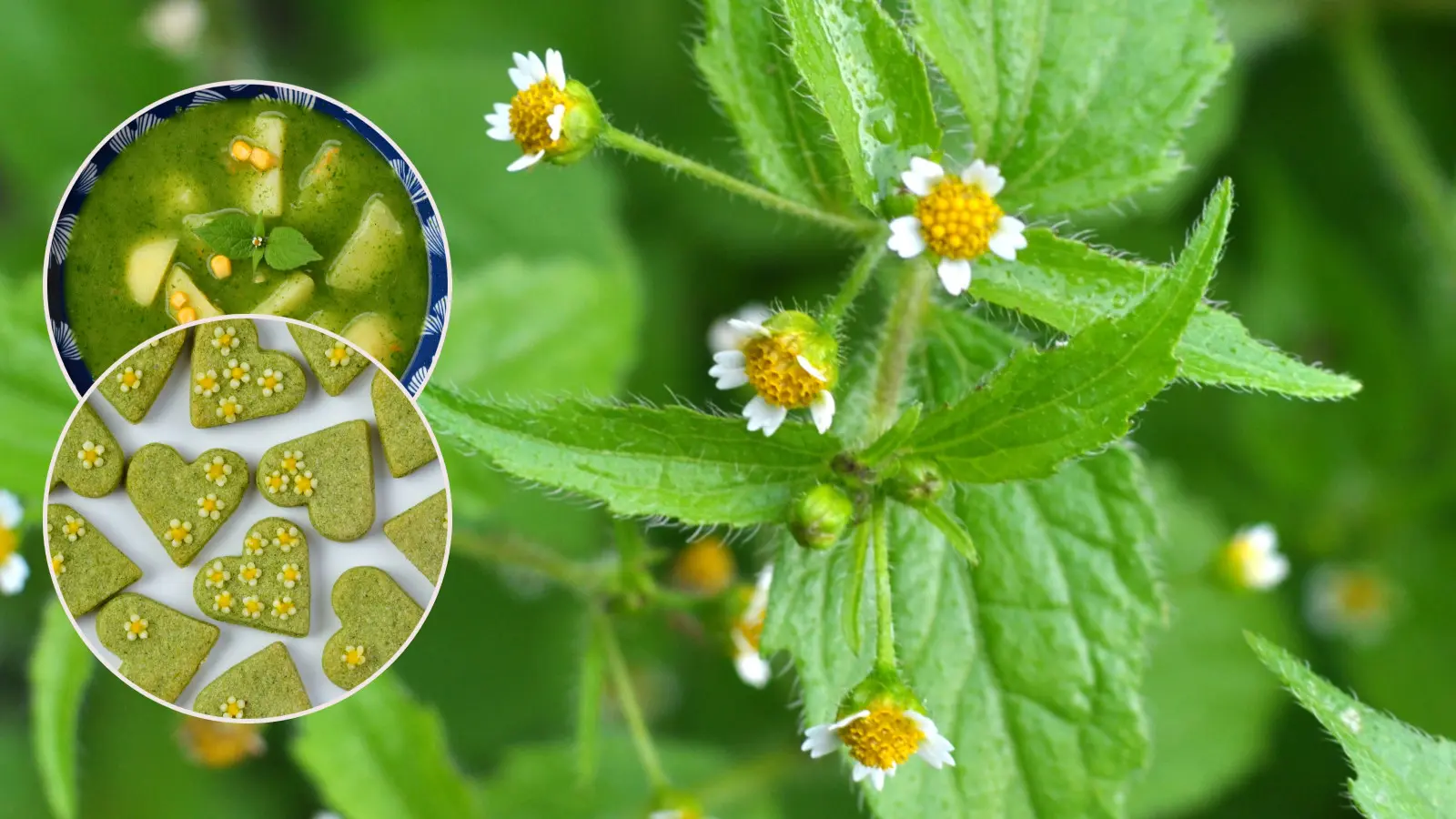 L'aulne a-t-elle désherbé votre jardin ? Faites-en des biscuits ou une savoureuse soupe colombienne