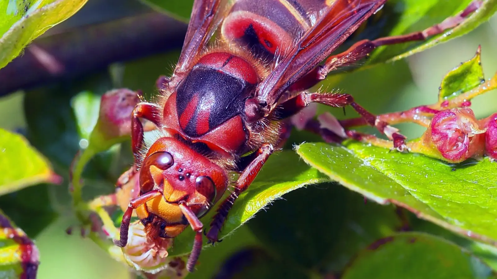 La peur des frelons est-elle justifiée ? L'expert explique comment se comporter en présence de ces insectes