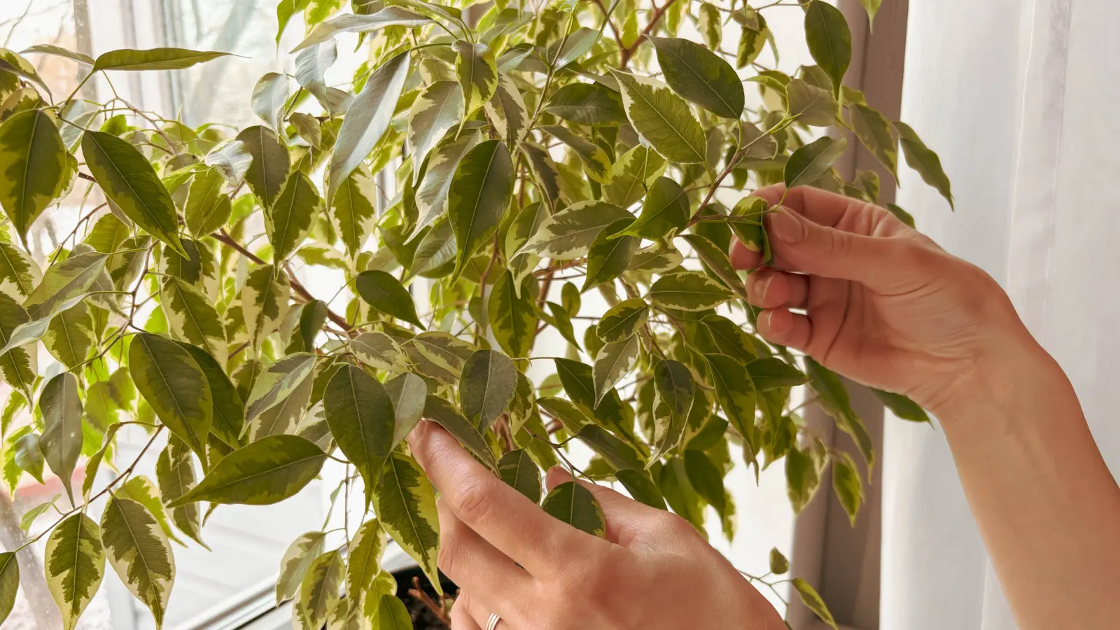 Le Ficus benjamina doit-il perdre ses feuilles en hiver ? La réponse est surprenante