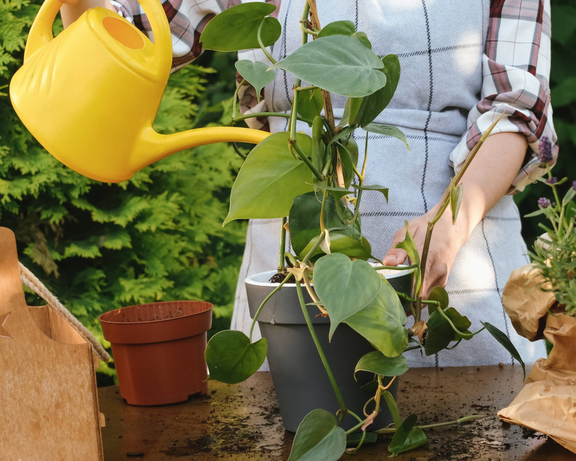 Jardinier arrosant les pothos