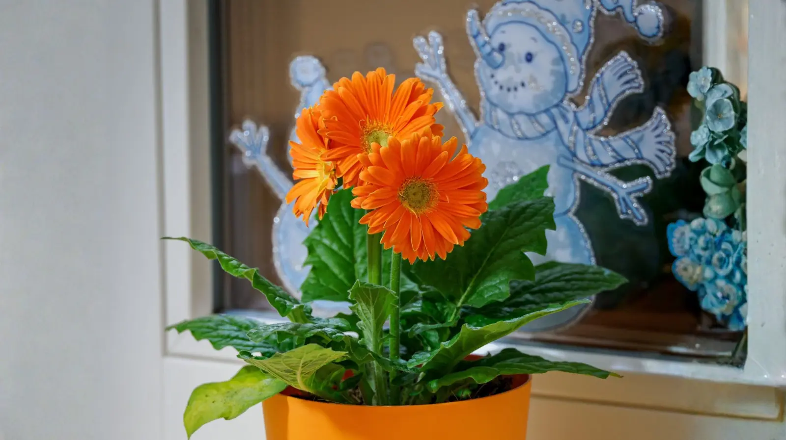 Ne jetez pas le gerbera après la floraison ! Vérifiez comment essayer de l'hiverner à la maison