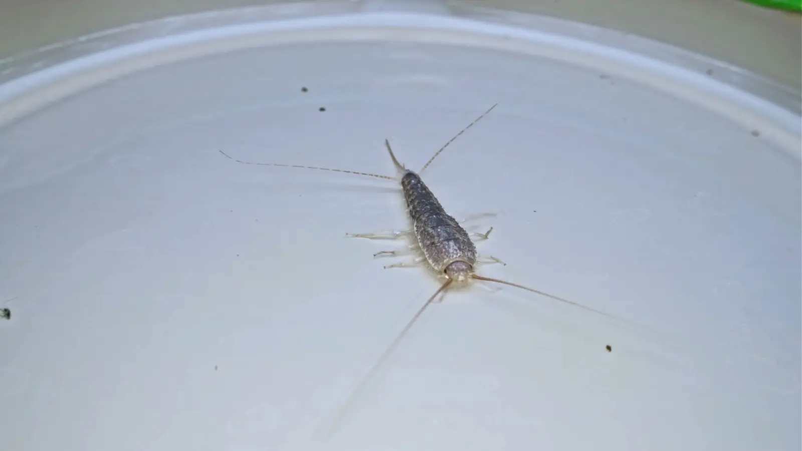 Petit, rapide et... sans invitation. Que faire lorsque les poissons d'argent envahissent votre salle de bain ?