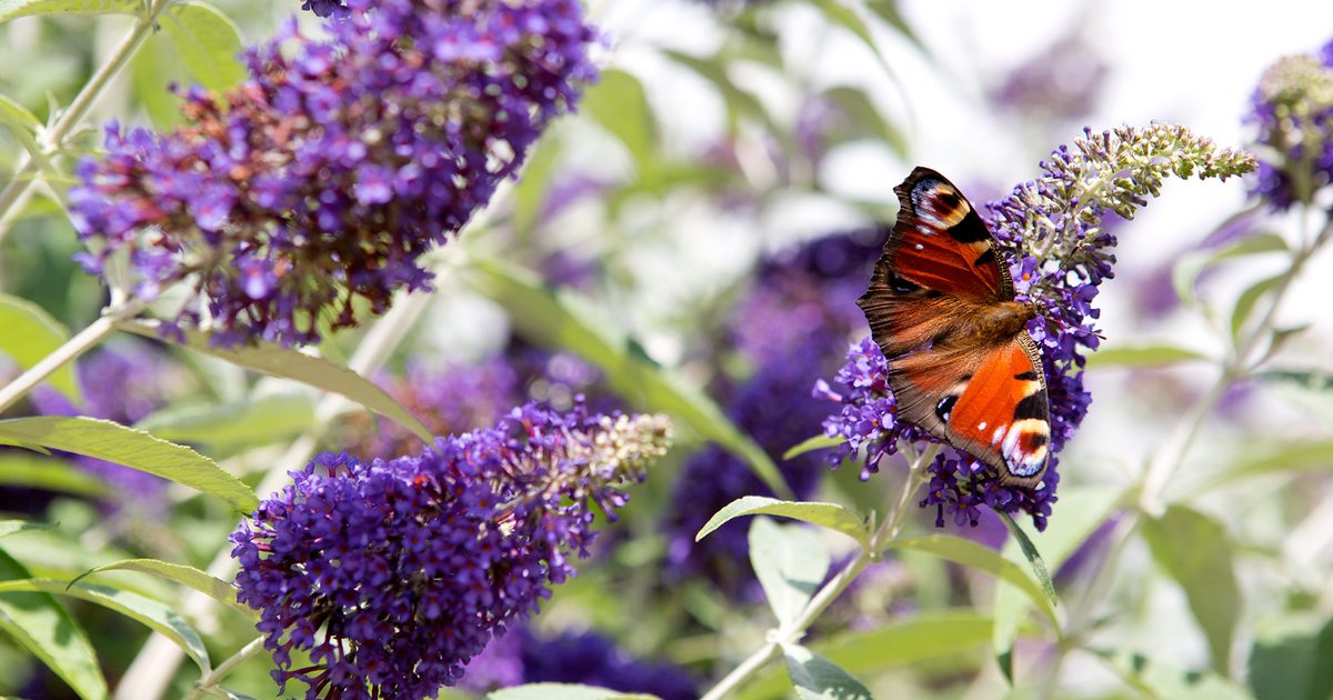 Plantes pour sols légers et caillouteux