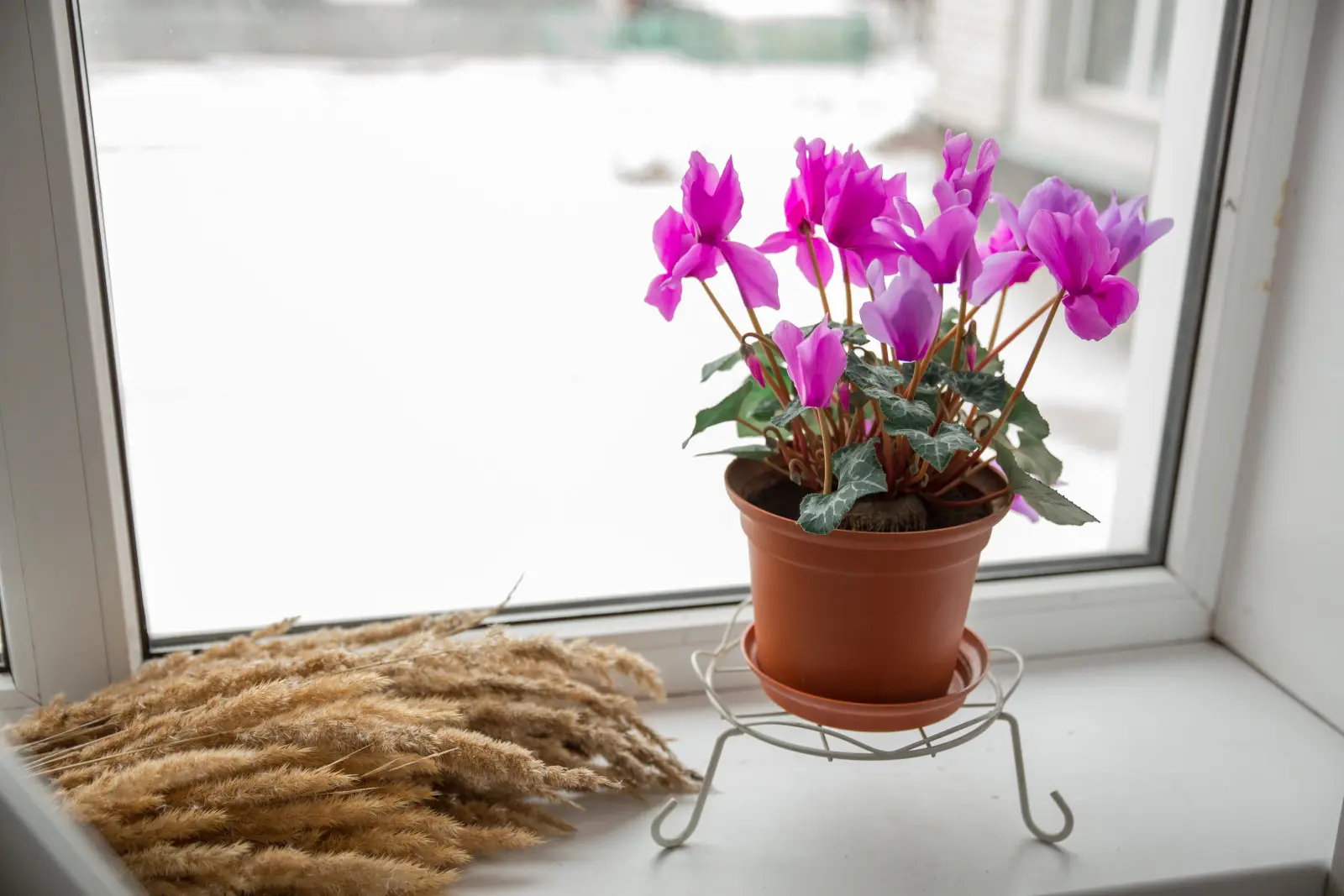 Violette des Alpes après l'hiver – pourquoi ne fleurit-elle pas et comment l'éviter ?