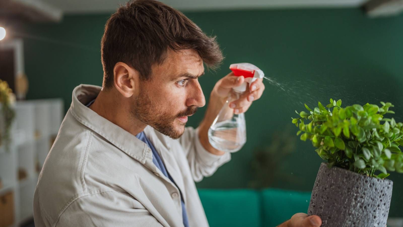 A man spraying a houseplant with a spray bottle