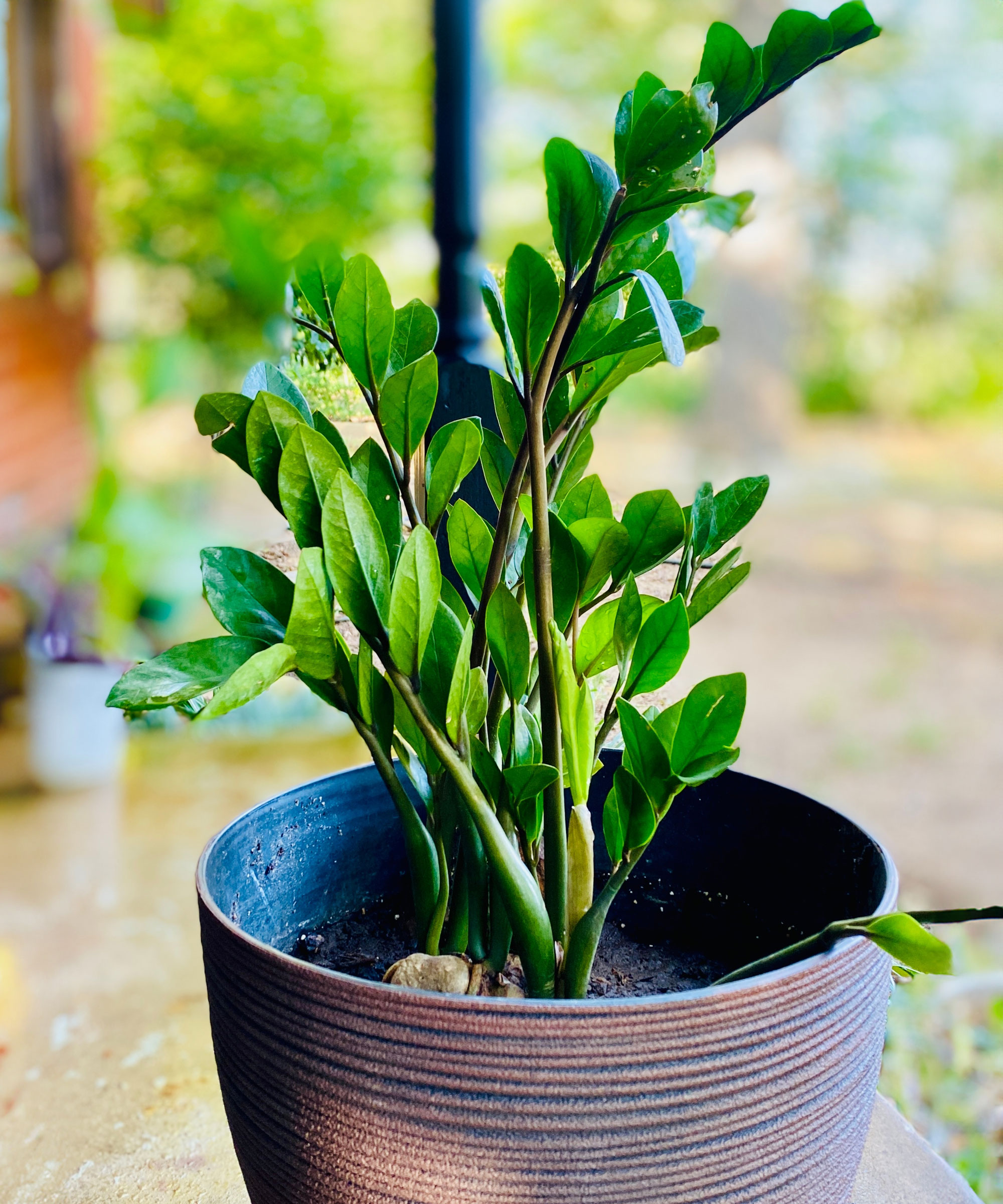 plante zz dans un grand récipient marron près de la fenêtre