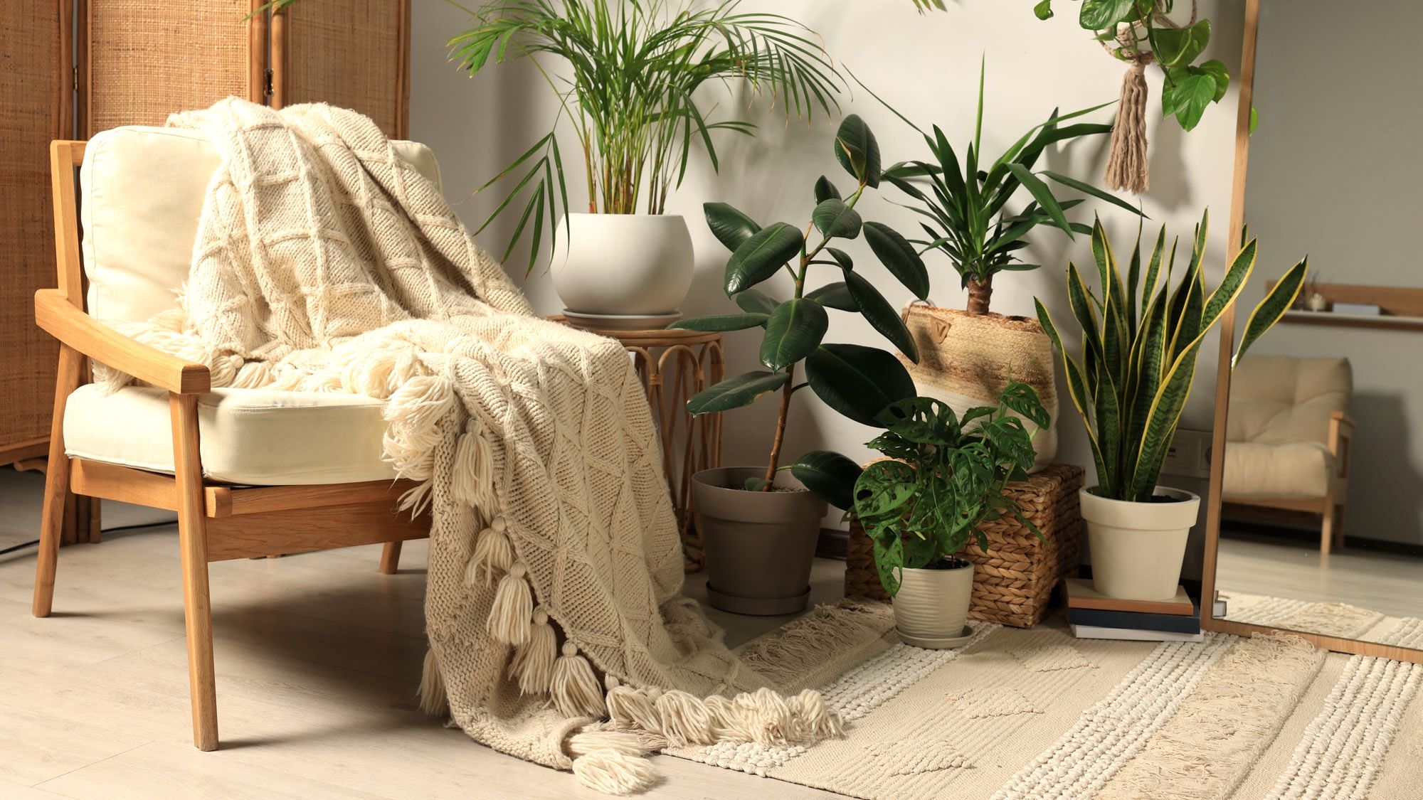 Plantes d'intérieur biophiliques | 5 plantes d'intérieur pour le calme intérieur