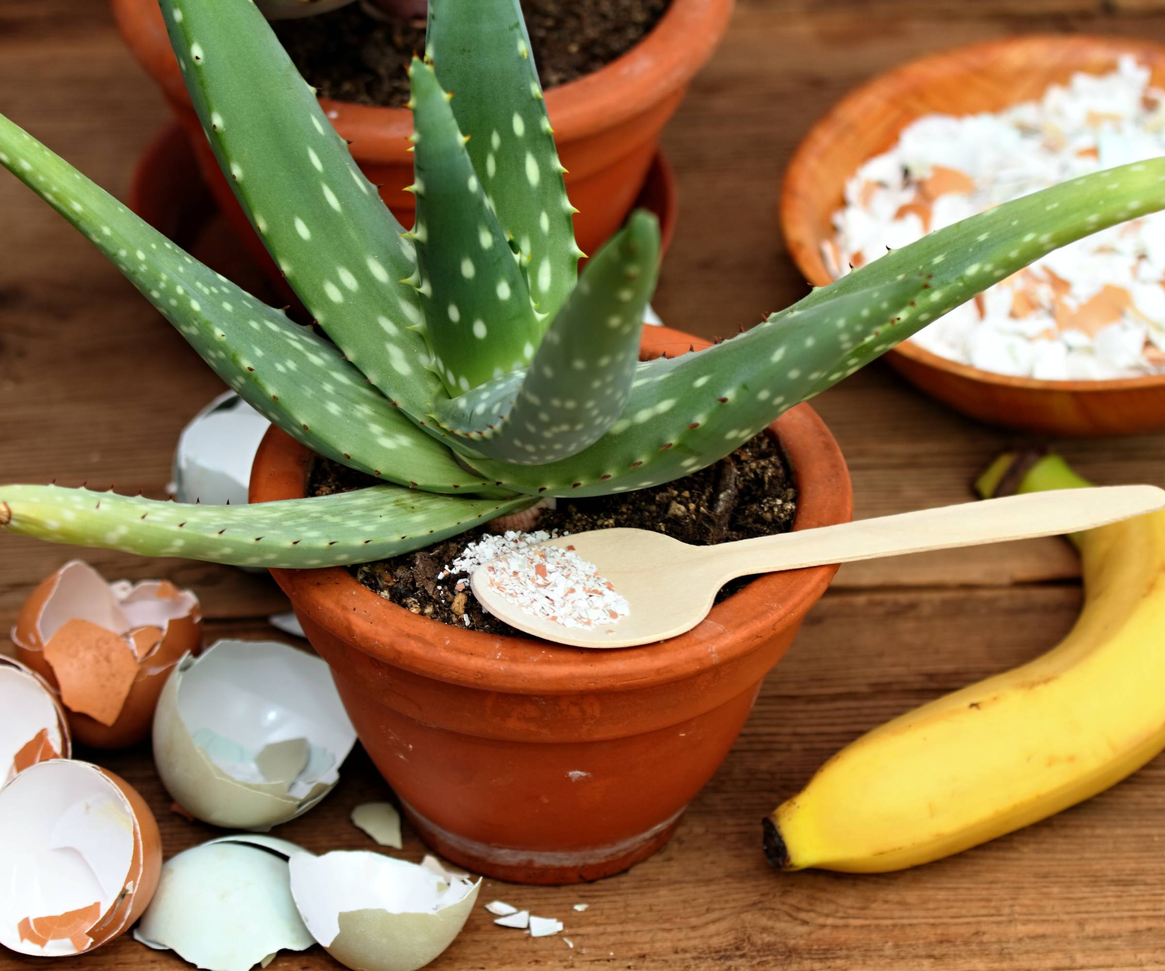 Plante d'aloe vera en pot avec des coquilles d'œufs et une banane