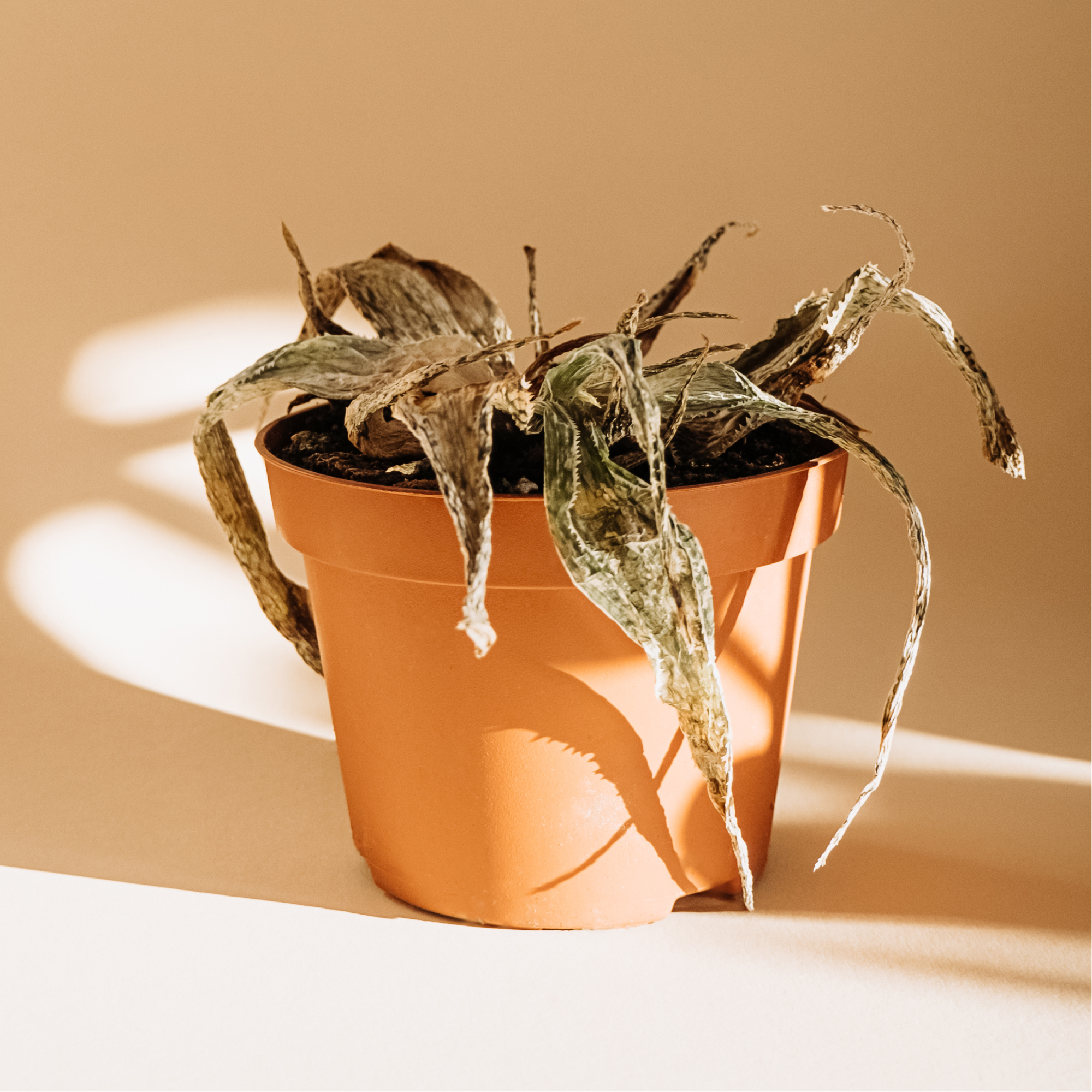 Plante d'aloès brun dans un pot