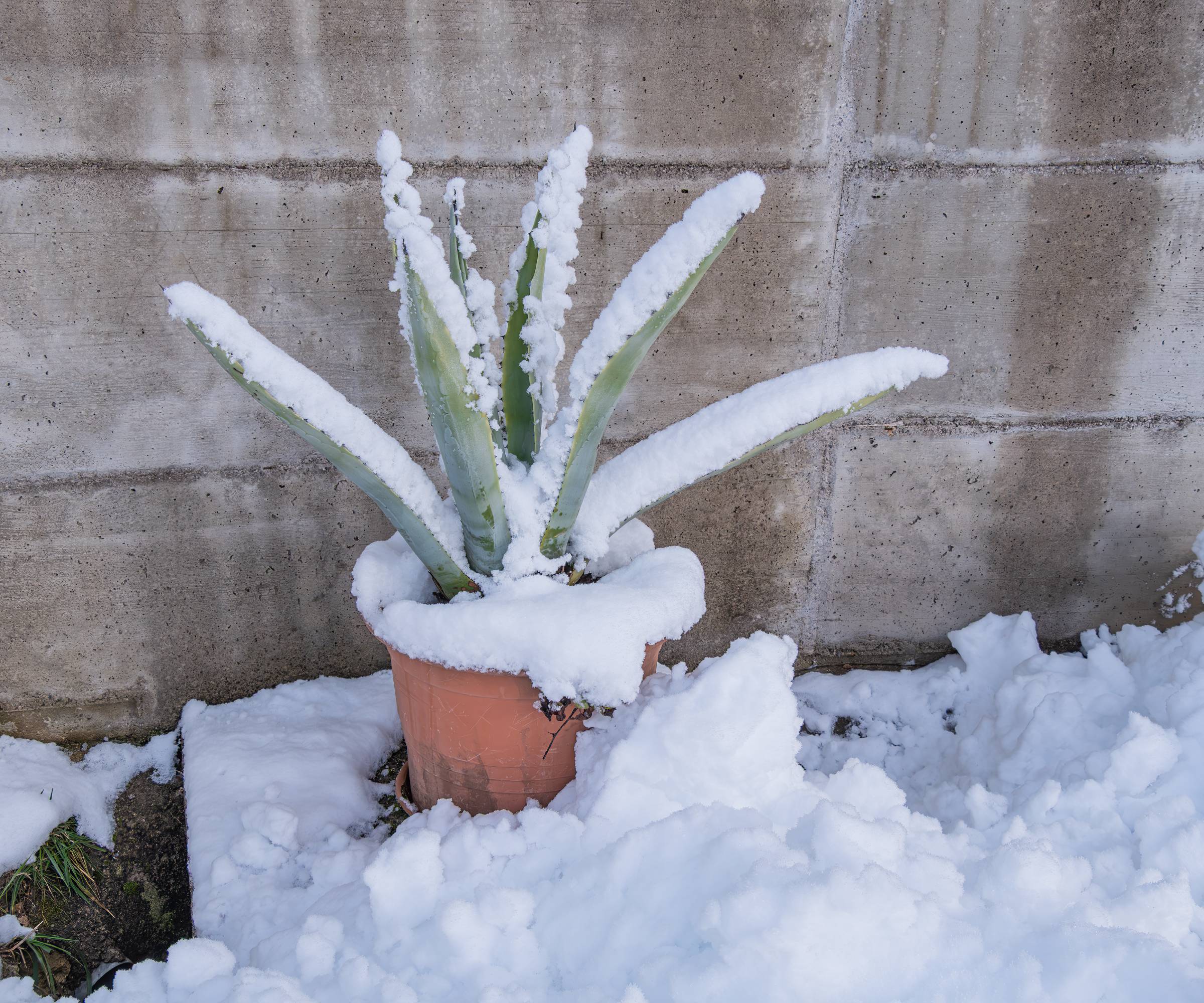 Plante d'aloe vera en pot recouverte de neige