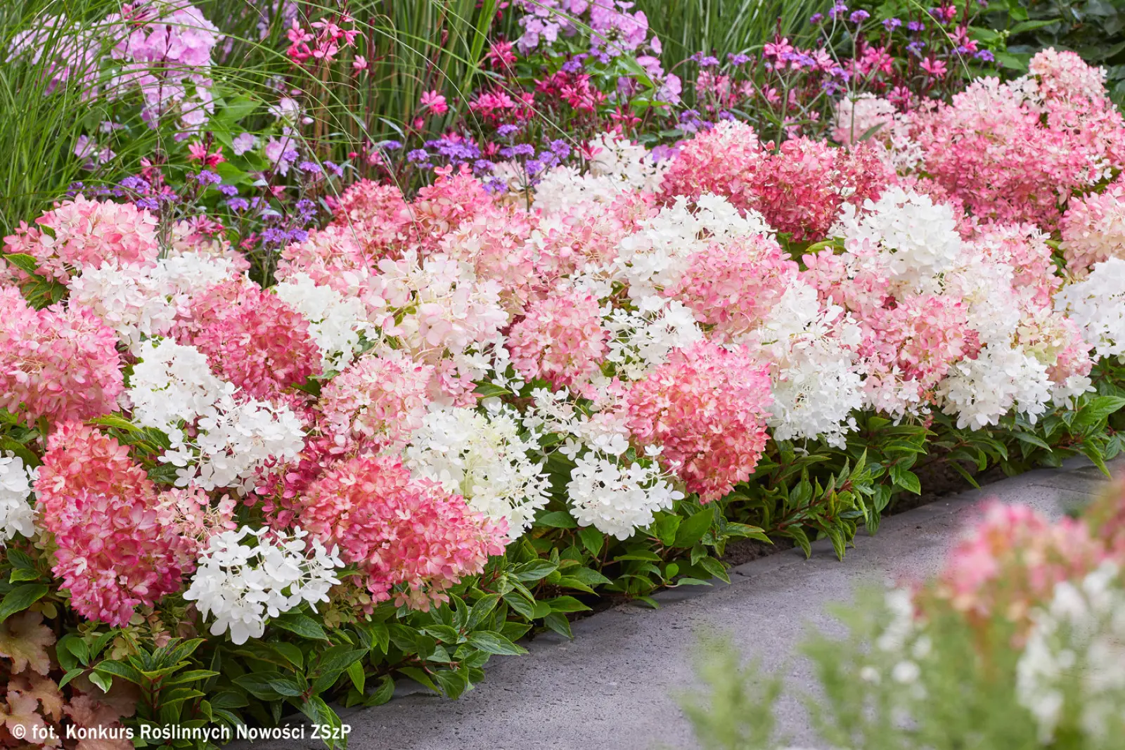 Bouquet hortensia GROUNDBREAKER BLUSH (Hydrangea paniculata)