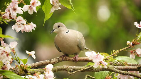 Comment créer un jardin respectueux des oiseaux : 7 conseils pour attirer les oiseaux toute l'année