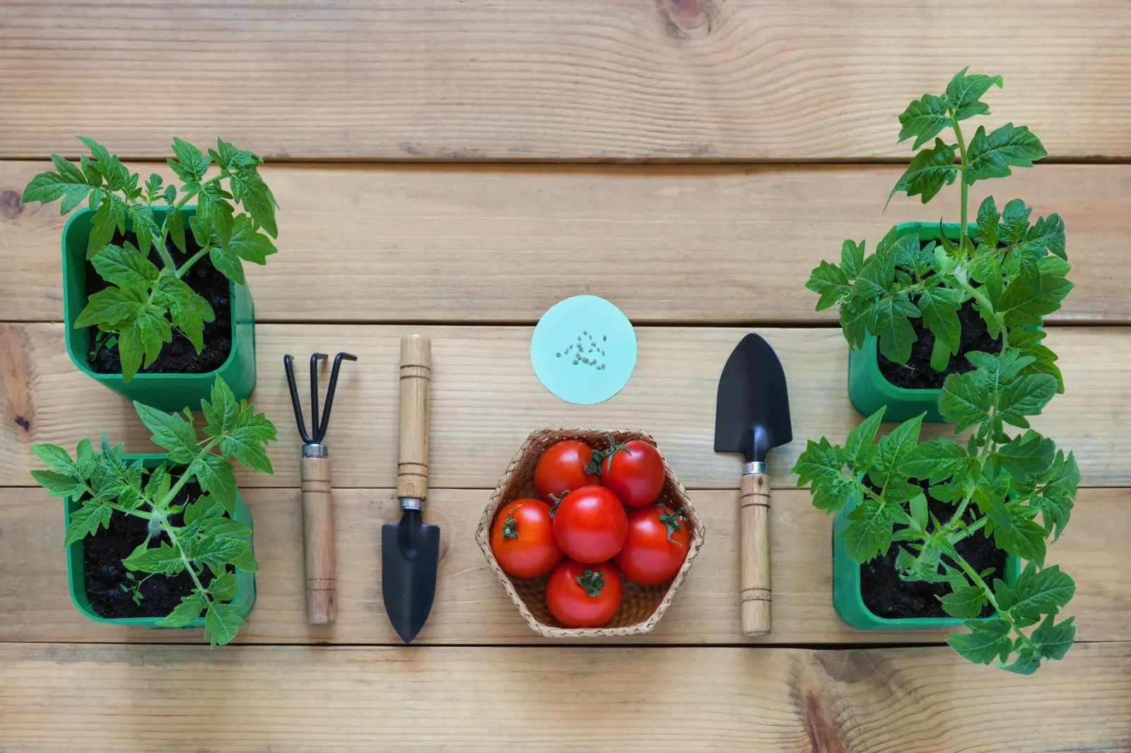 Comment semer des tomates pour ne pas regretter ? Dattes, terreau, arrosage et lumière sans secrets
