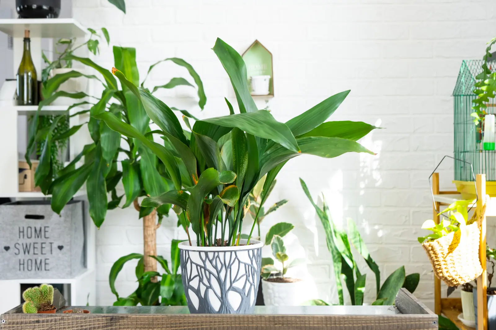 Existe-t-il une plante d'intérieur indestructible ? Oui, et vous savez déjà lequel !