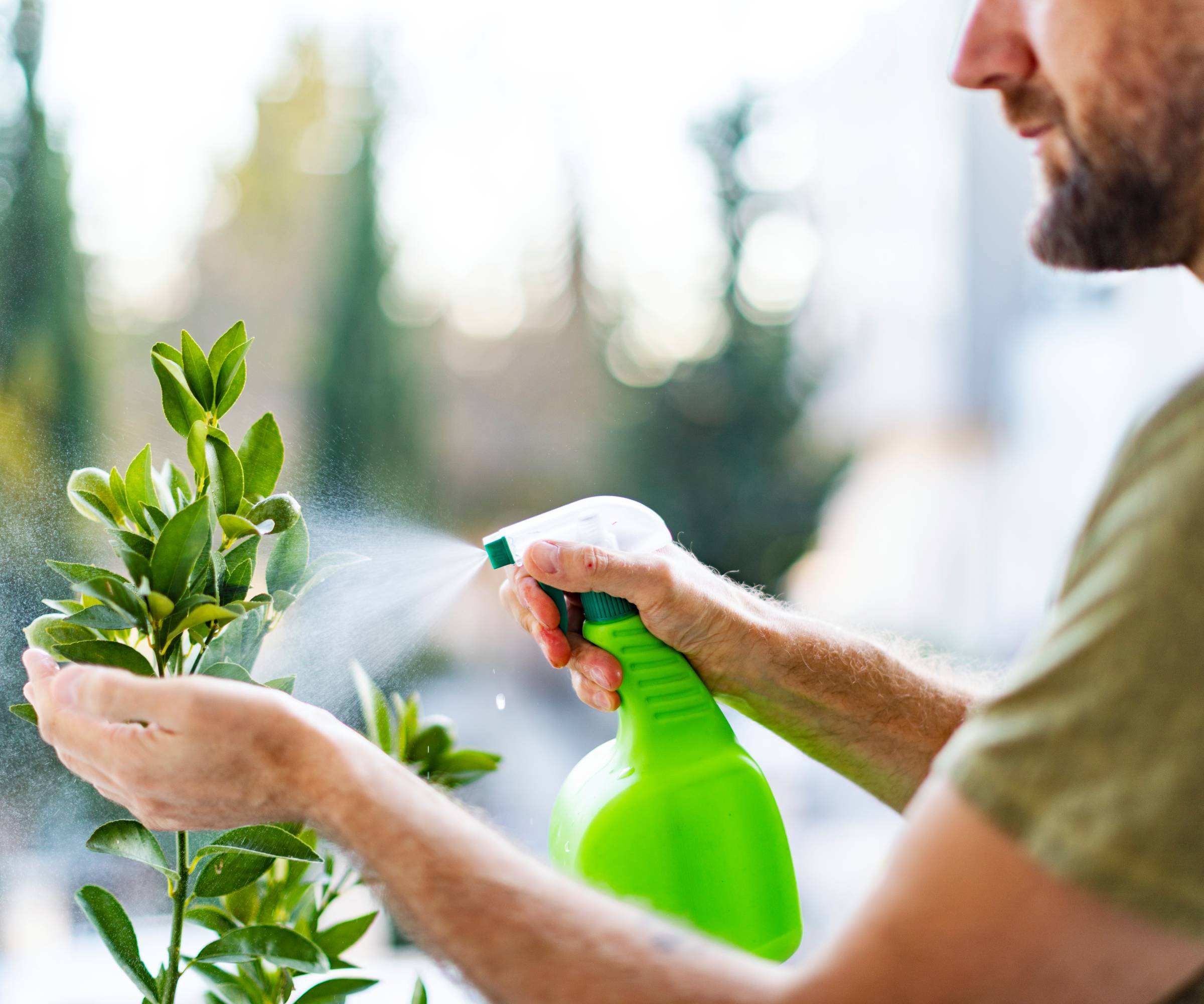 Un homme pulvérisant un agrume avec un flacon pulvérisateur