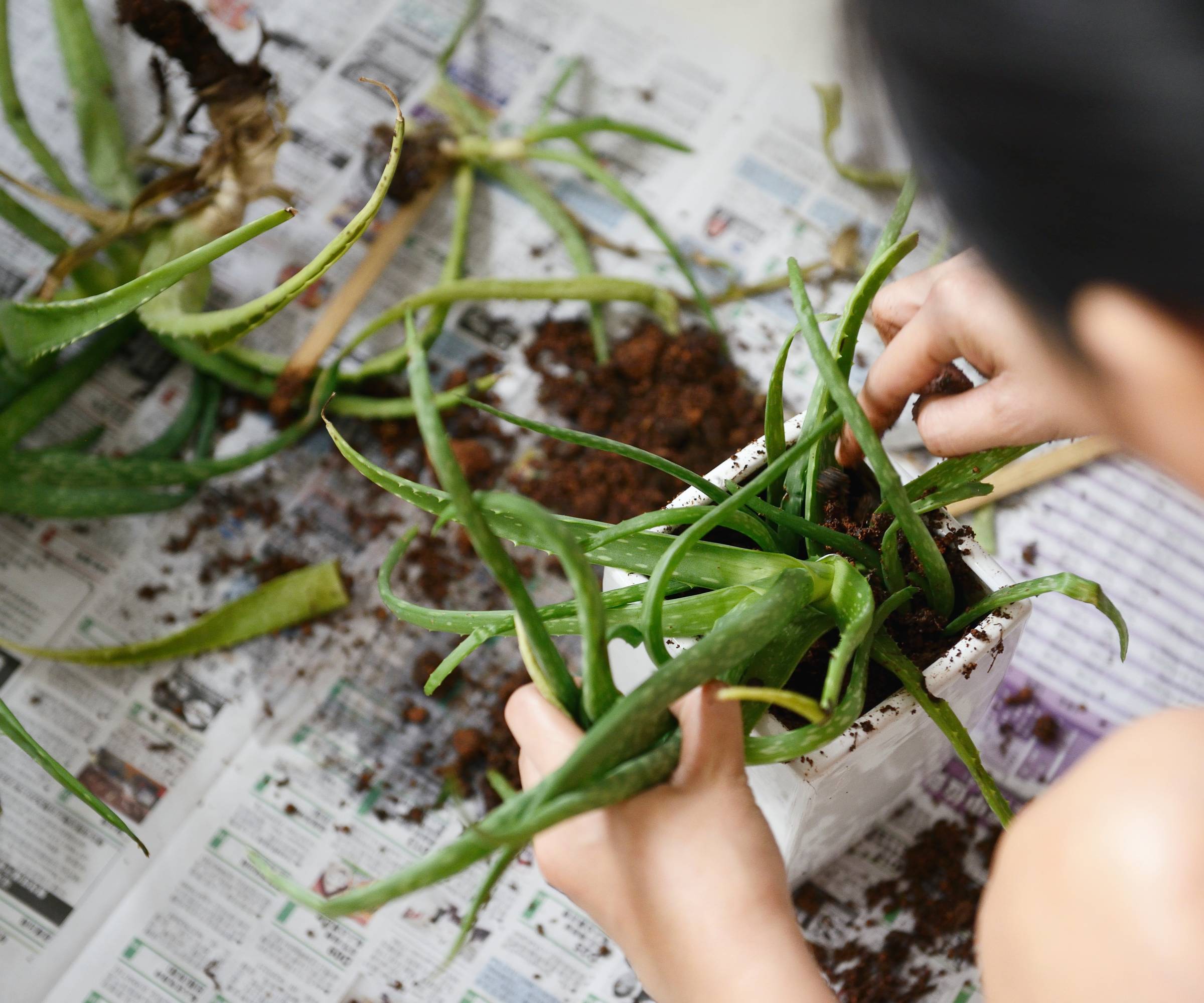 Une femme sort des petits d'aloès d'un récipient