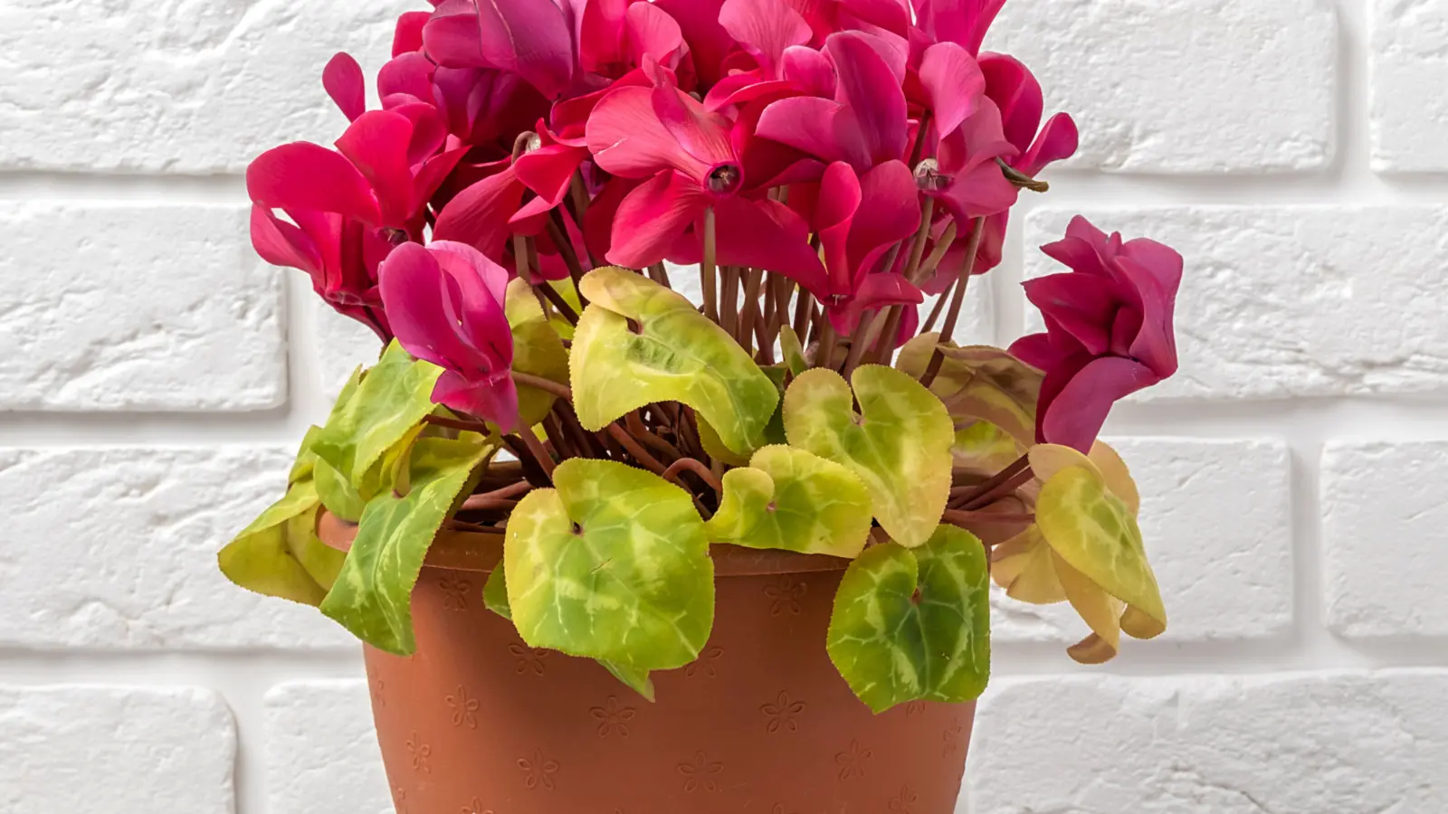 Le cyclamen jaunit-il malgré l'arrosage ? N'ignorez pas ces quelques signaux