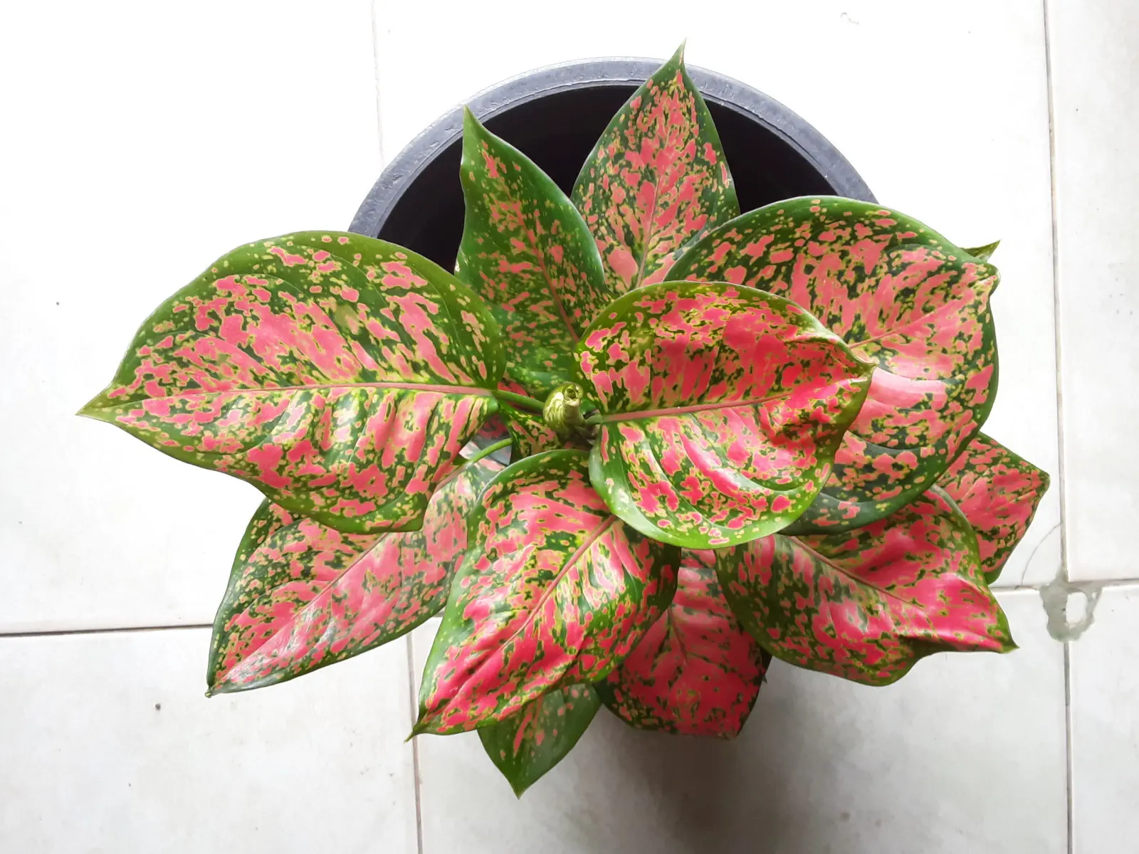Où mettre l'aglaonema en hiver ? Le meilleur endroit et ce qu'il faut éviter
