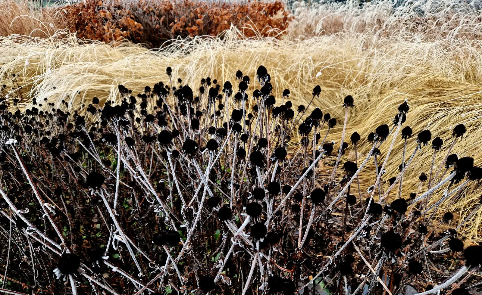 Pensez-vous que le jardin survivra tout seul à l’hiver ? Ces négligences coûtent plus cher que vous ne le pensez