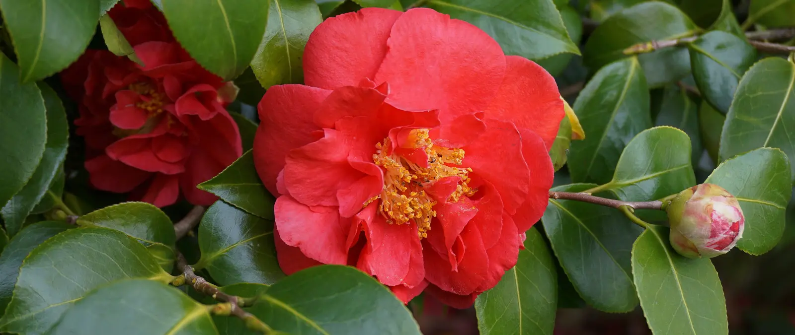 Pourquoi tout le monde achète-t-il cette plante en hiver ? Il fleurit quand le jardin dort