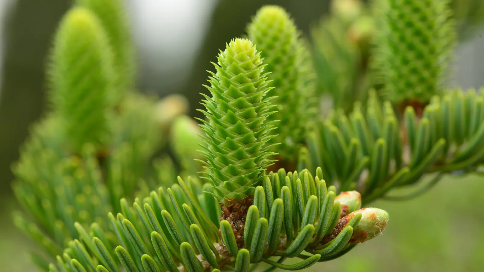 Sapin du Japon (Abies firma) - description, apparence, exigences, culture et soins