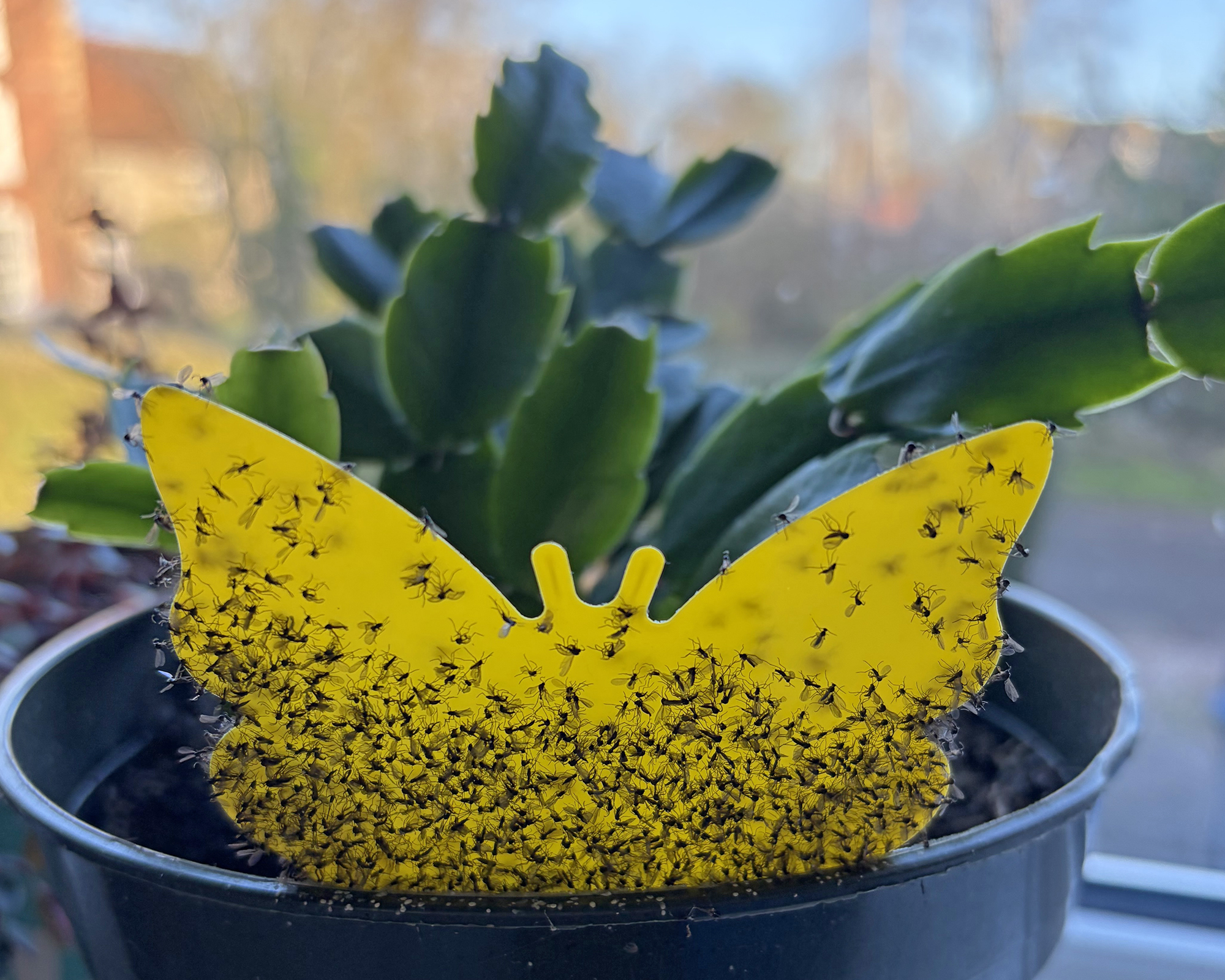 Piège collant recouvert de moucherons fongiques sur les cactus de Thanksgiving